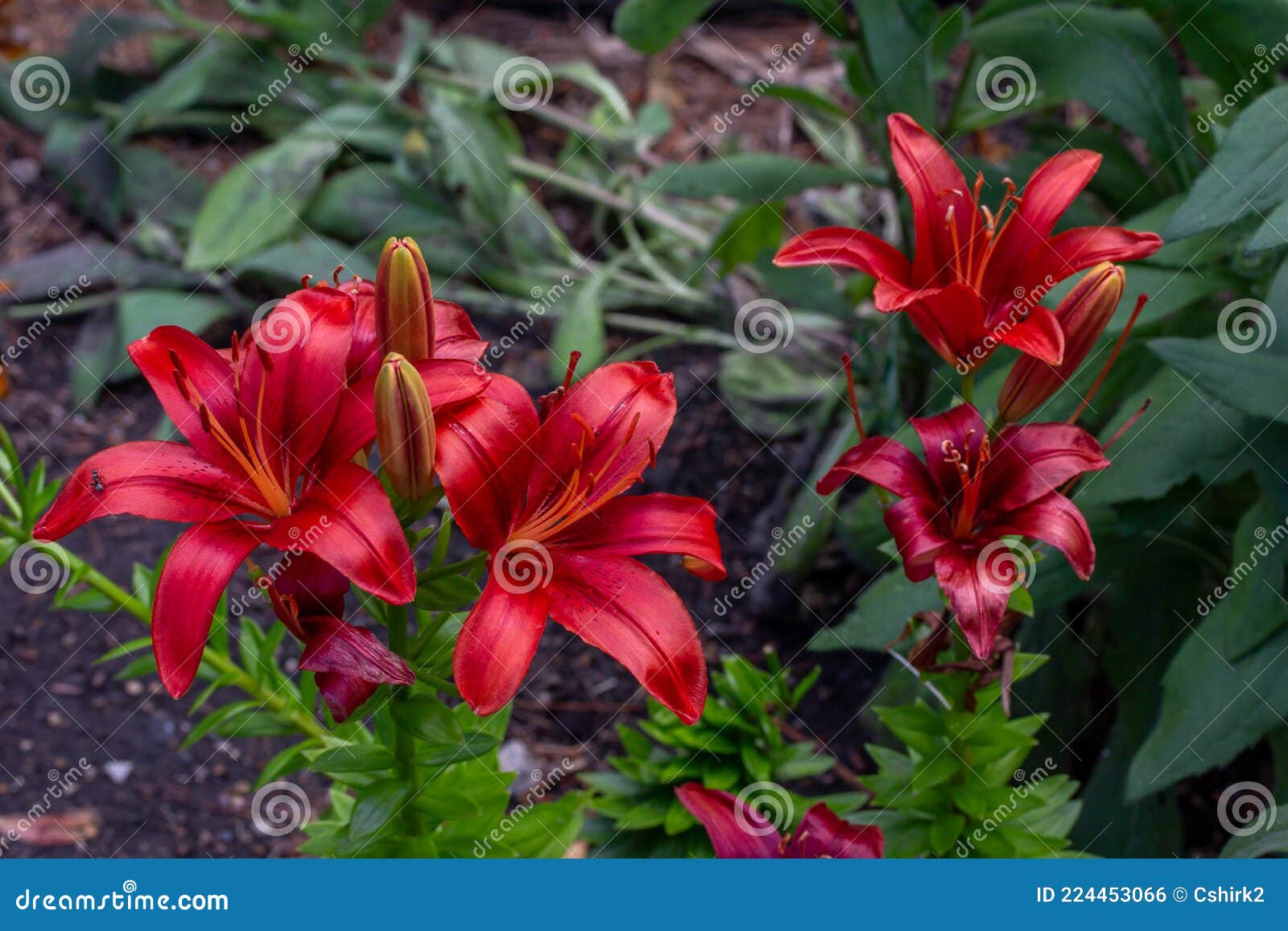 Large Bright Red Flower Blossoms on an Asiatic Lily Plant. Stock Photo -  Image of macro, abstract: 224453066