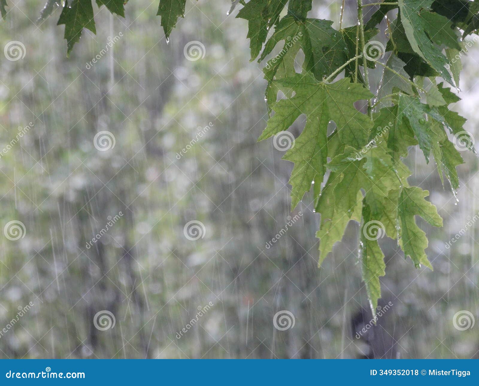 image shows a close-up of a wet, glossy leaf against rainy backdrop serene and contemplative mood