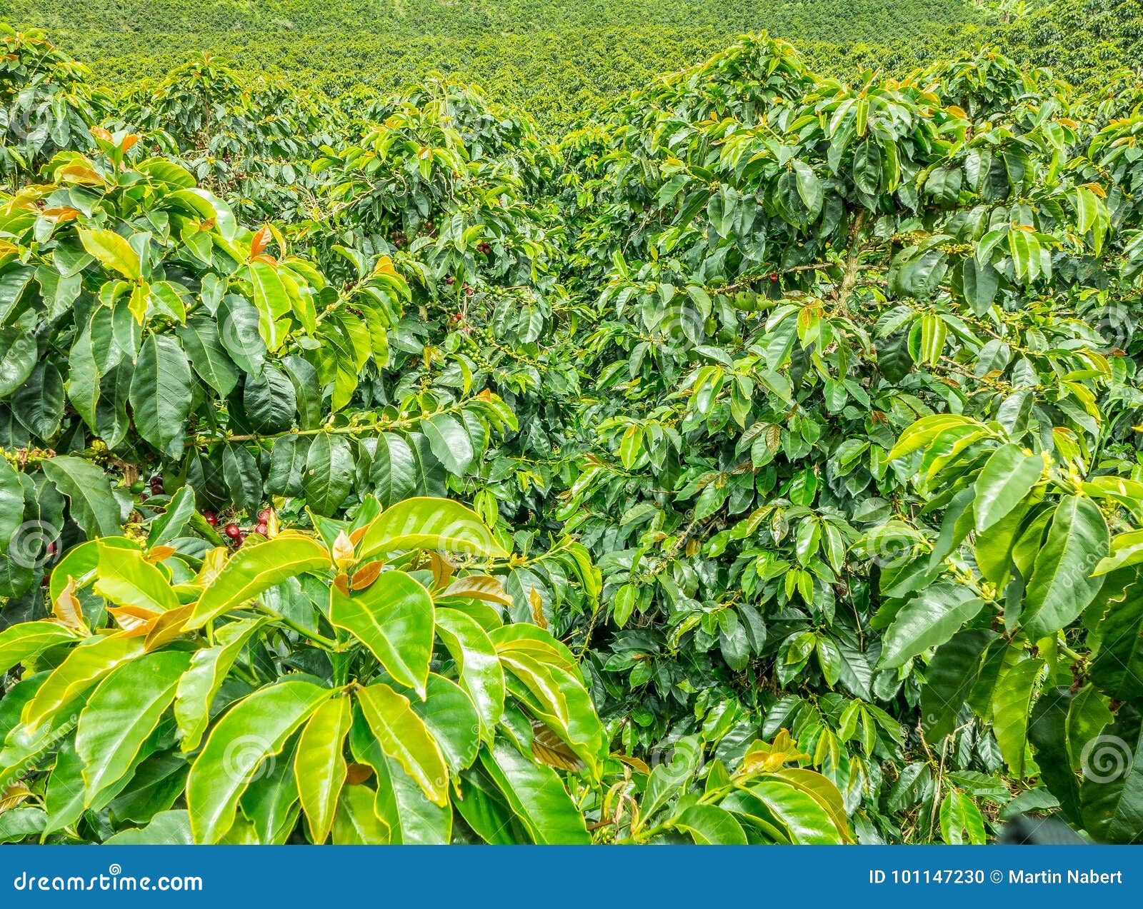 Coffee Plantation in Jerico, Colombia Stock Photo - Image of beautiful ...