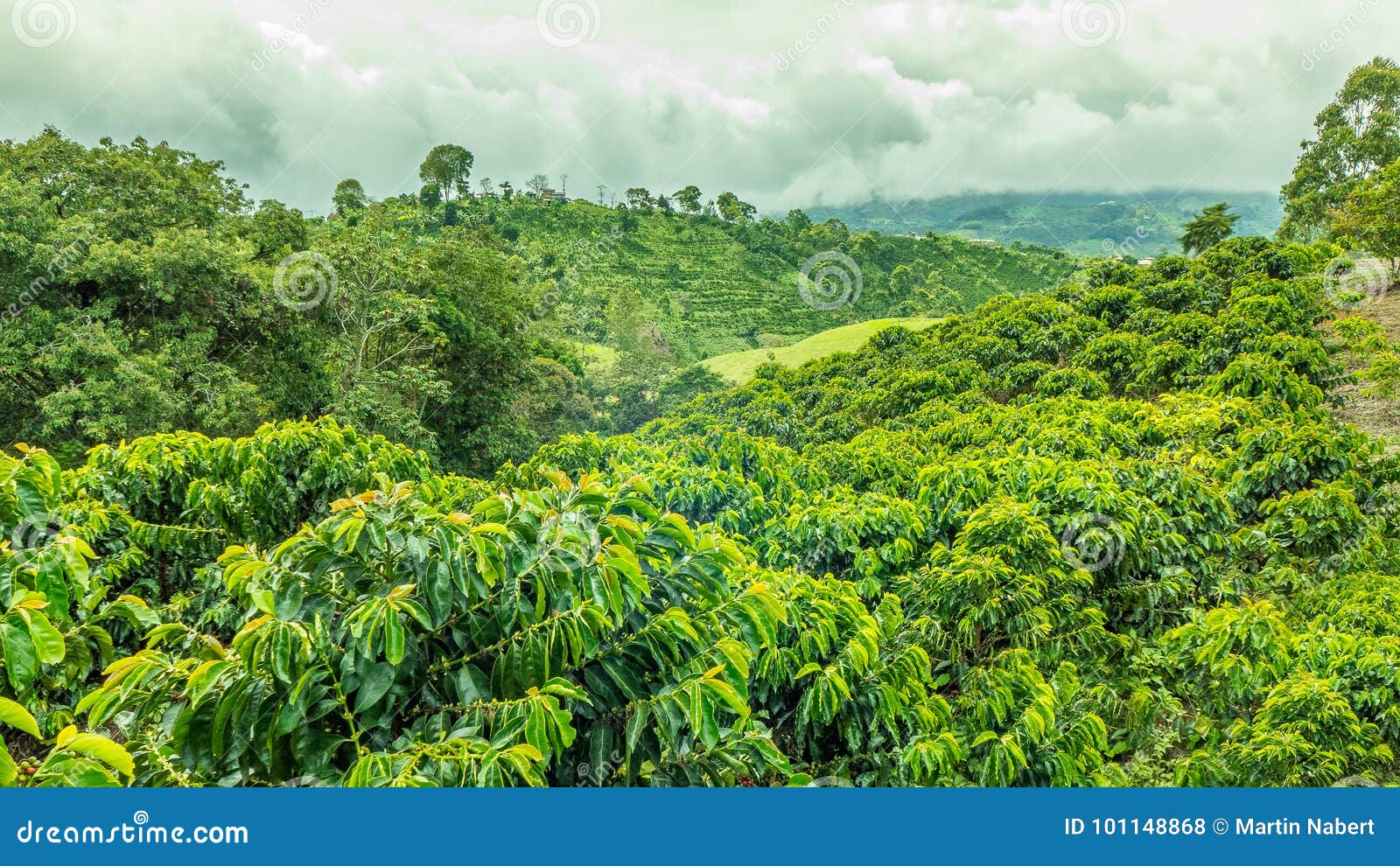 coffee plantation in jerico, colombia