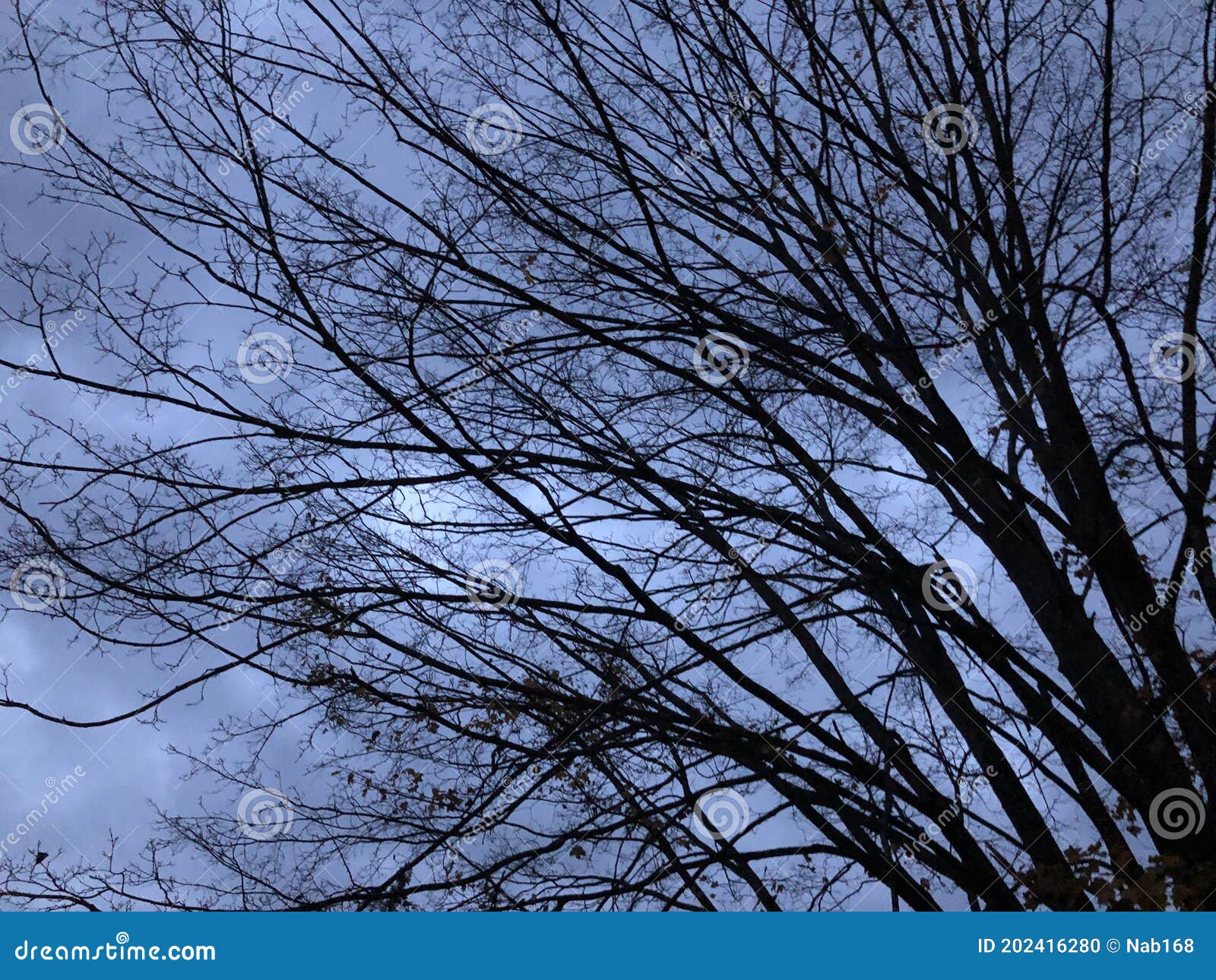 dark tree branches against a dark and cloudy autumn sky