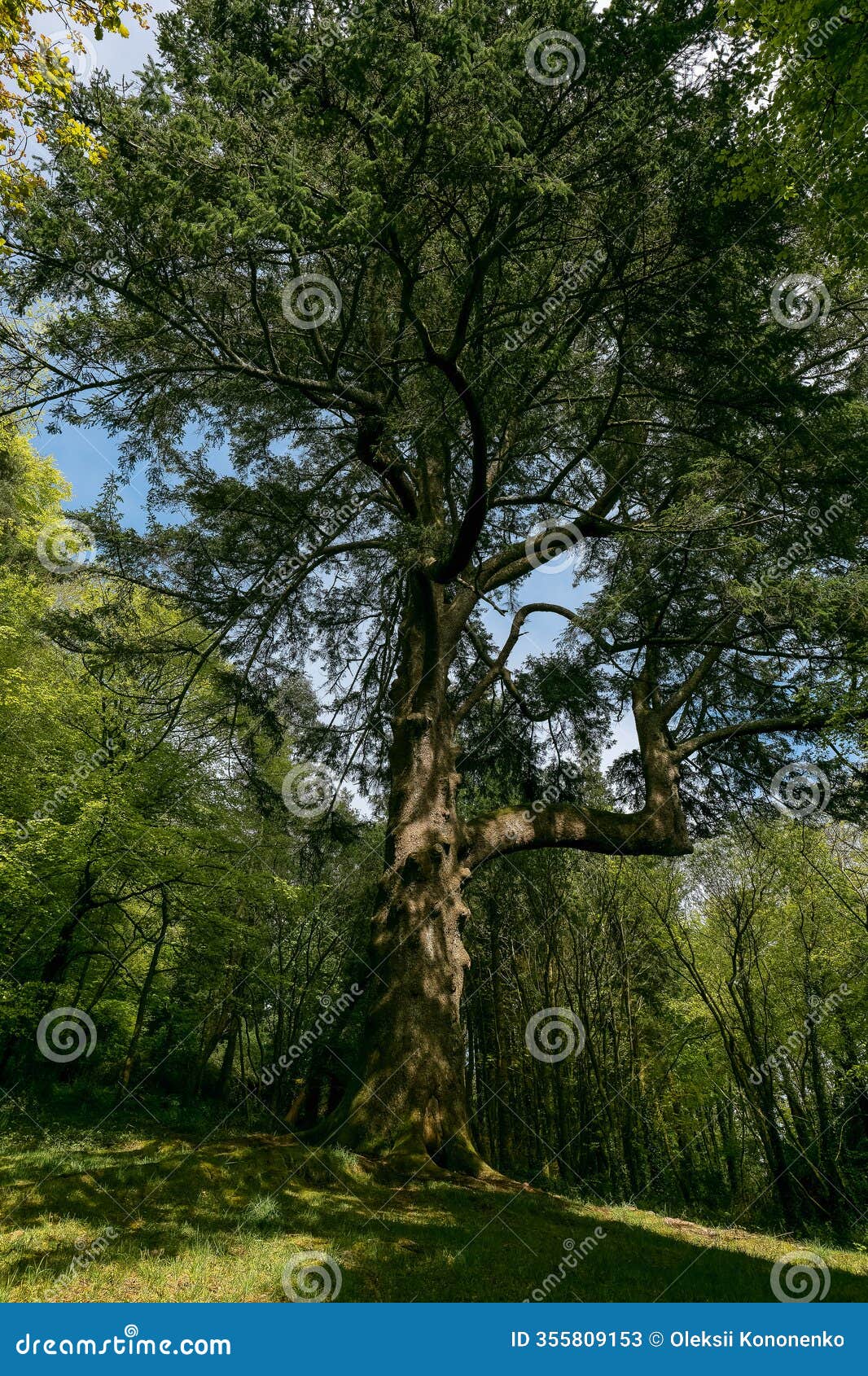 the image shows a large cedar tree in a forest. the tree is tall with many branches. surrounding trees are smaller and thinner.