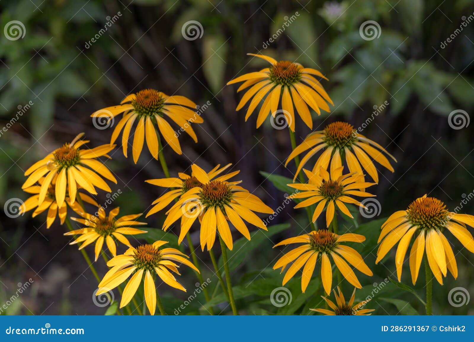 Yellow Coneflowers in Bloom Stock Image Image of backdrop, outdoors