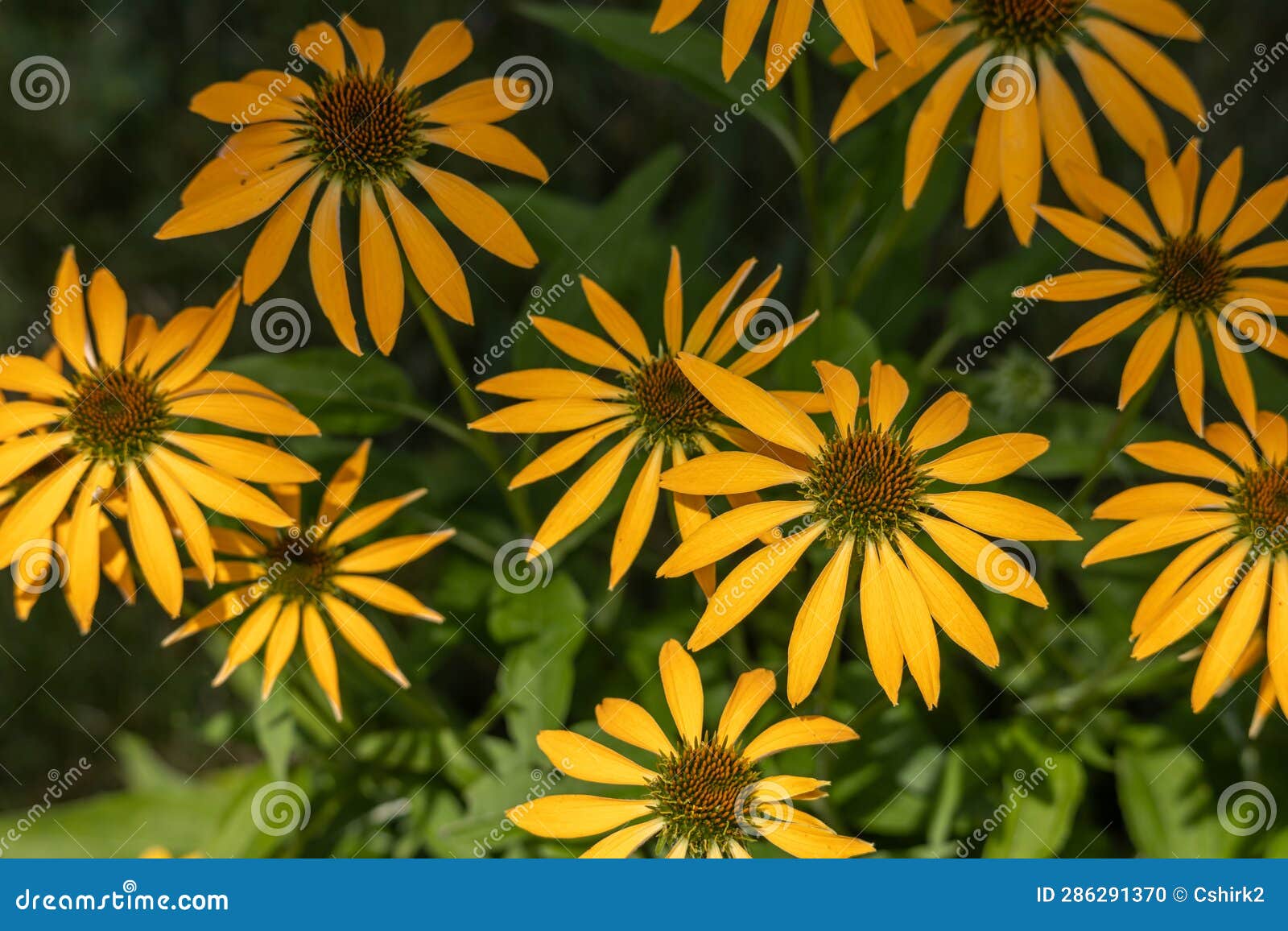 Yellow Coneflowers in Bloom Stock Photo Image of garden, summer