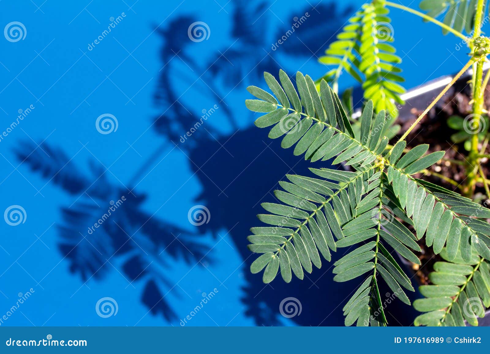 Macro View of Leaves on a Sensitive Plant Stock Image - Image of ...