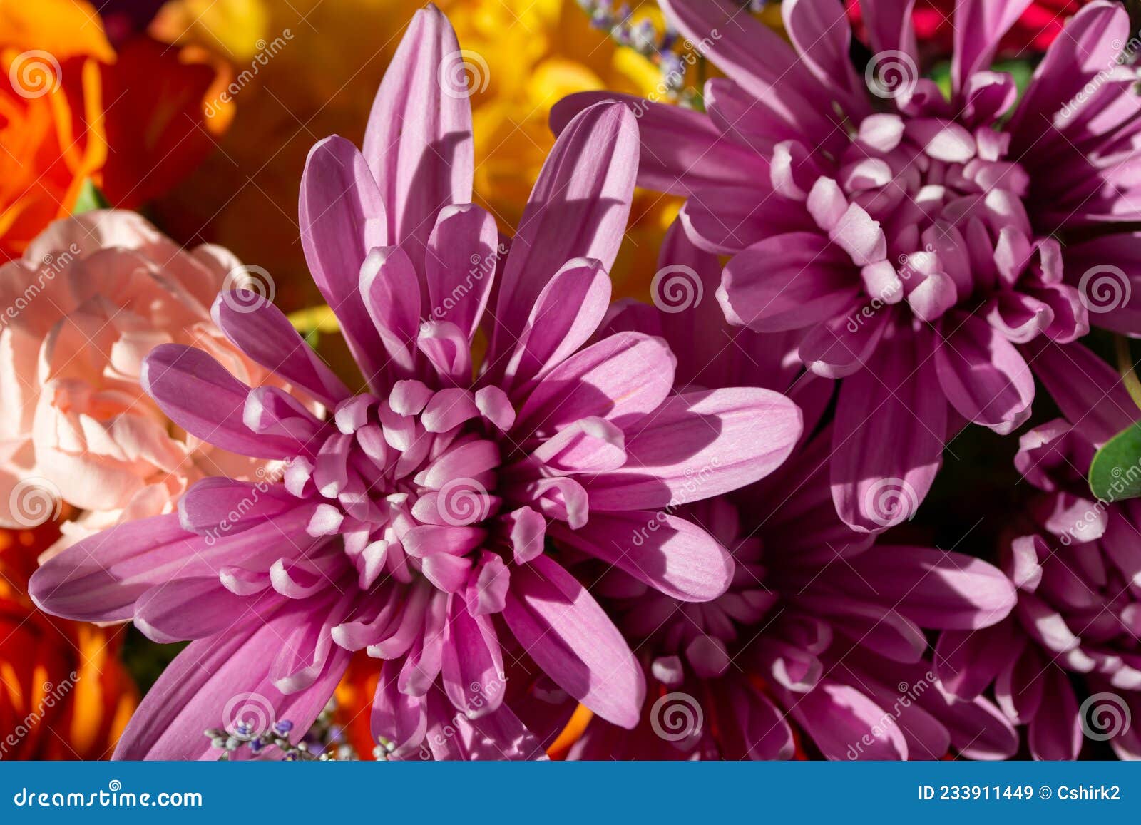 macro view of pink aster flower blossoms