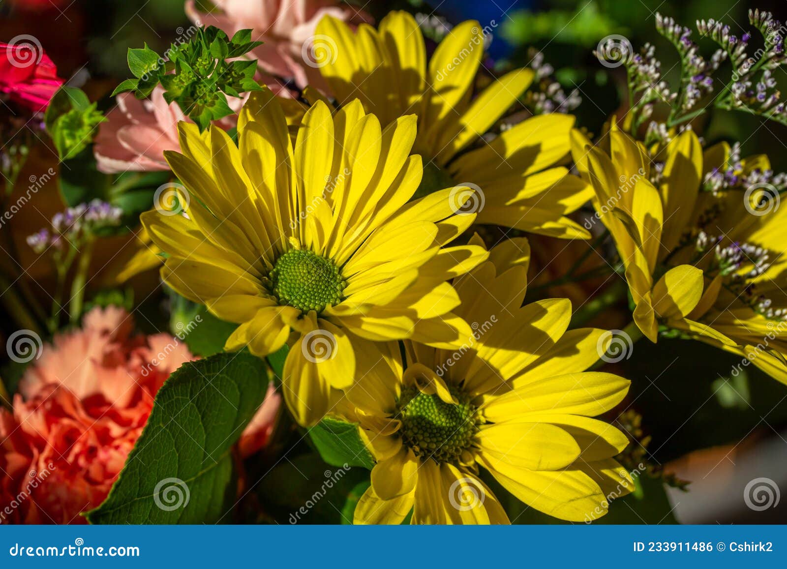macro view of yellow aster flower blossoms