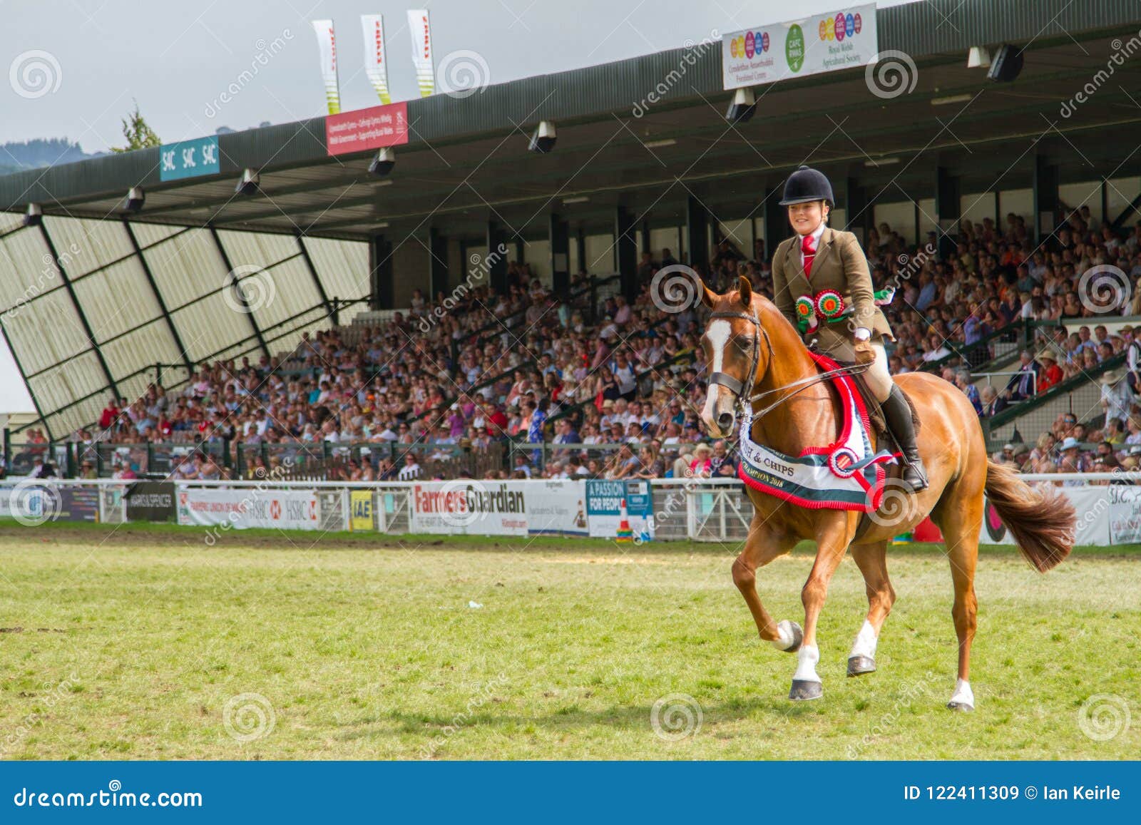Vanvid Skilt sig selv The Supreme Horse Champion at the Royal Welsh Show Editorial Stock Image -  Image of judged, welsh: 122411309