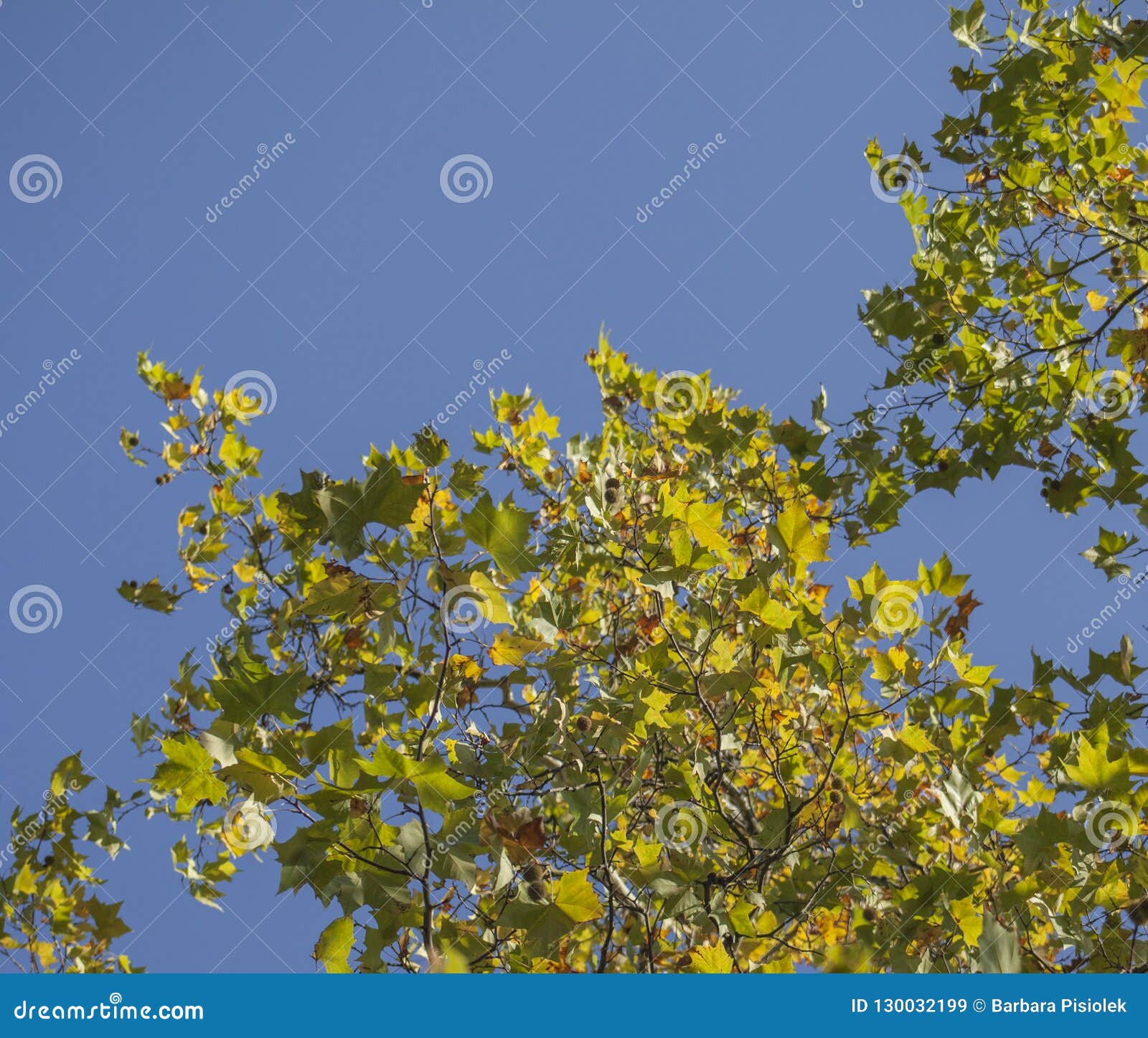 Hyde Park Colourful Autumn Green And Blue Stock Image Image Of