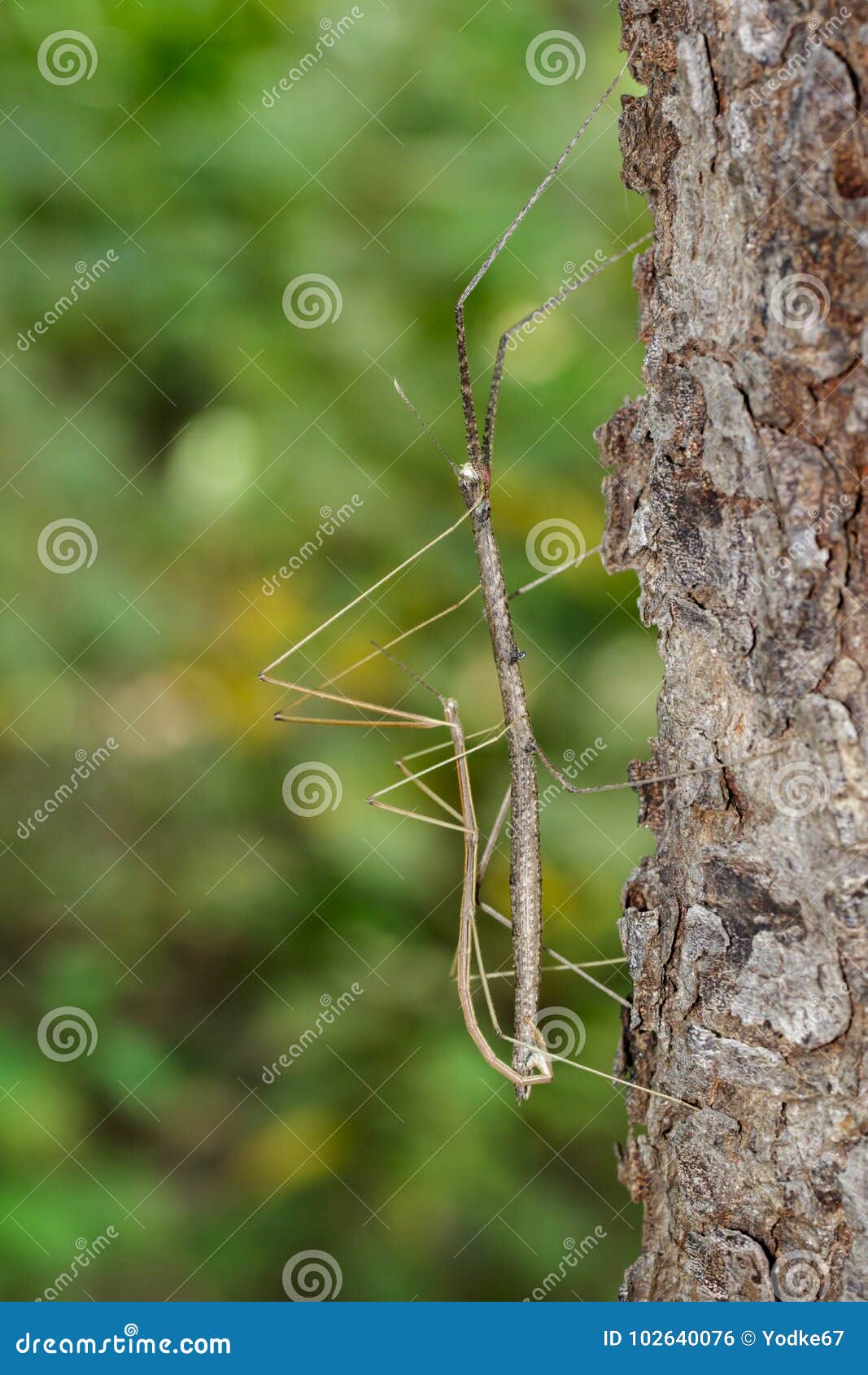 image of siam giant stick insect on tree on nature background. i