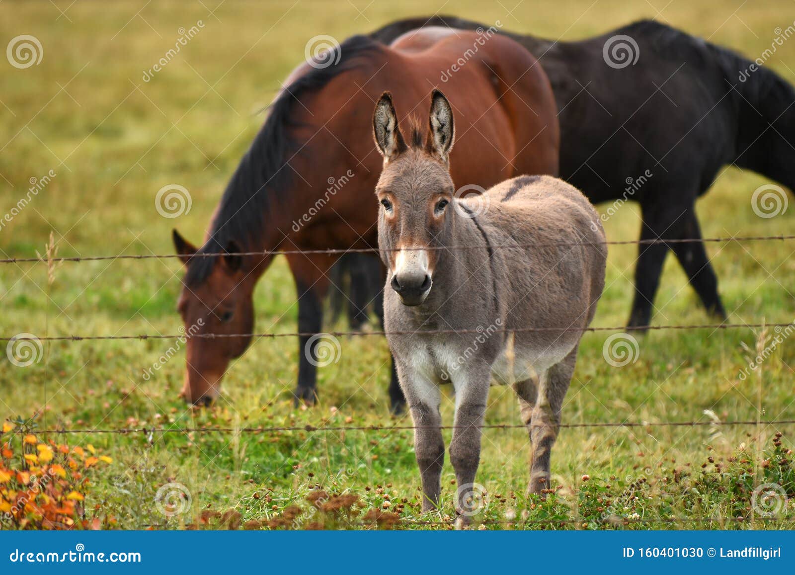 One Grey Donkey Stock Photo Image Of Grey Nature Environment 160401030