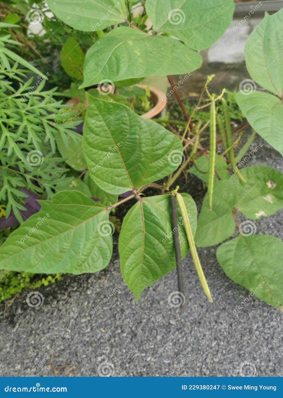 Small Pot of the Golden Gram Bean Houseplant Stock Image Image of