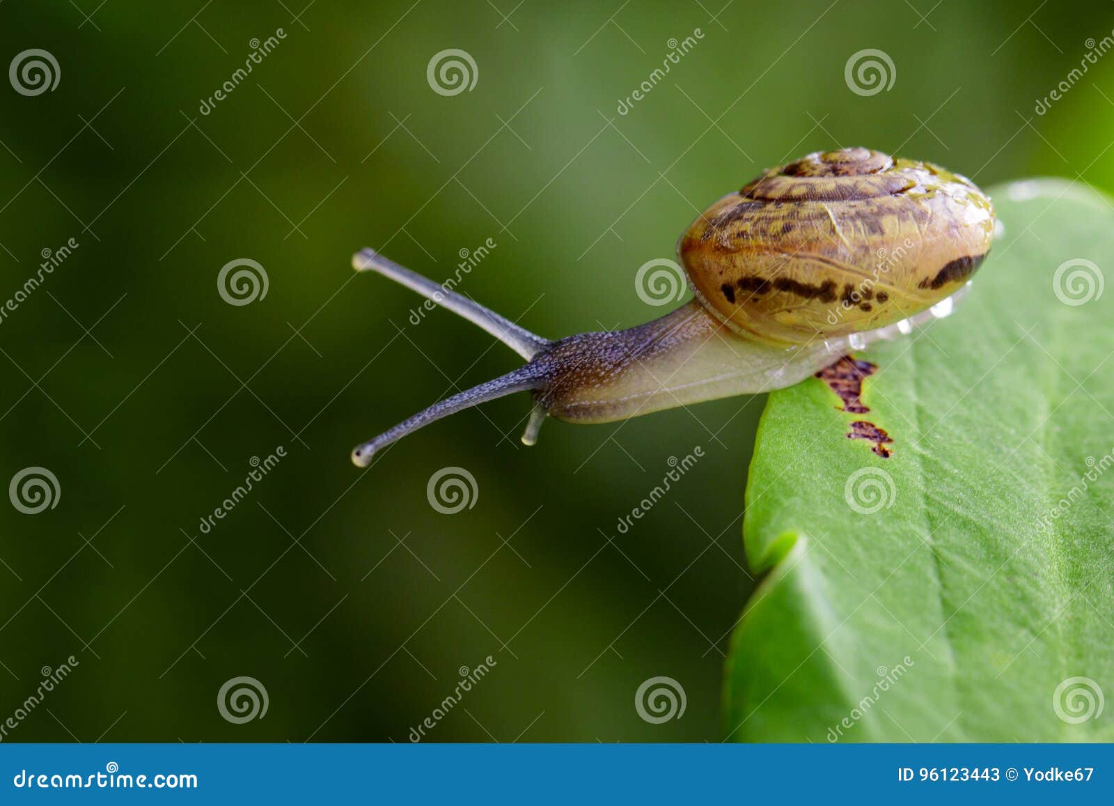 Image of Snail on a Green Leaf. Insect. Stock Image Image of green