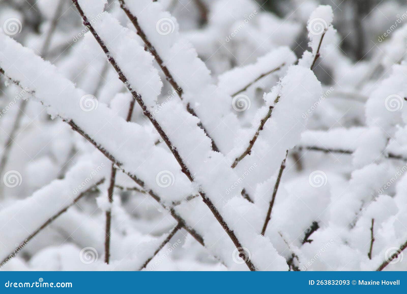 snow sticking to thin twigs on a tree