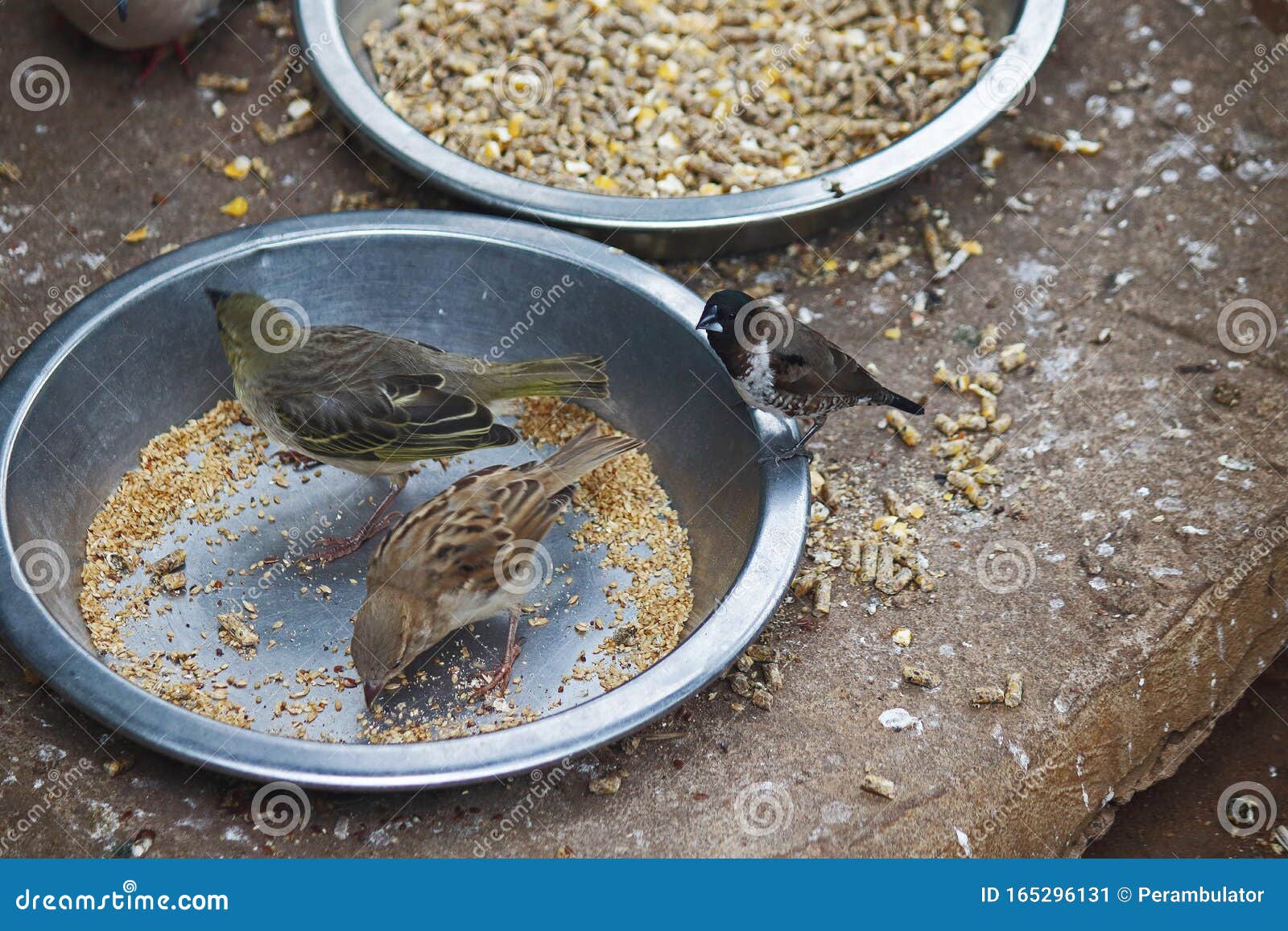 SMALL BIRDS on FEEDING TRAYS Stock Image Image of environment