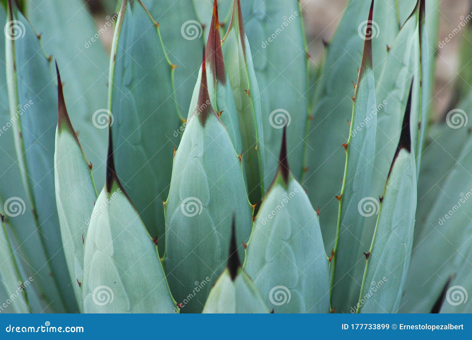 species of agave with its characteristic green leaves and thorns