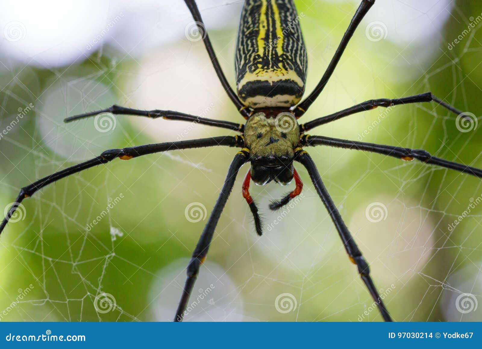 image of spider nephila maculata, gaint long-jawed orb-weaver.