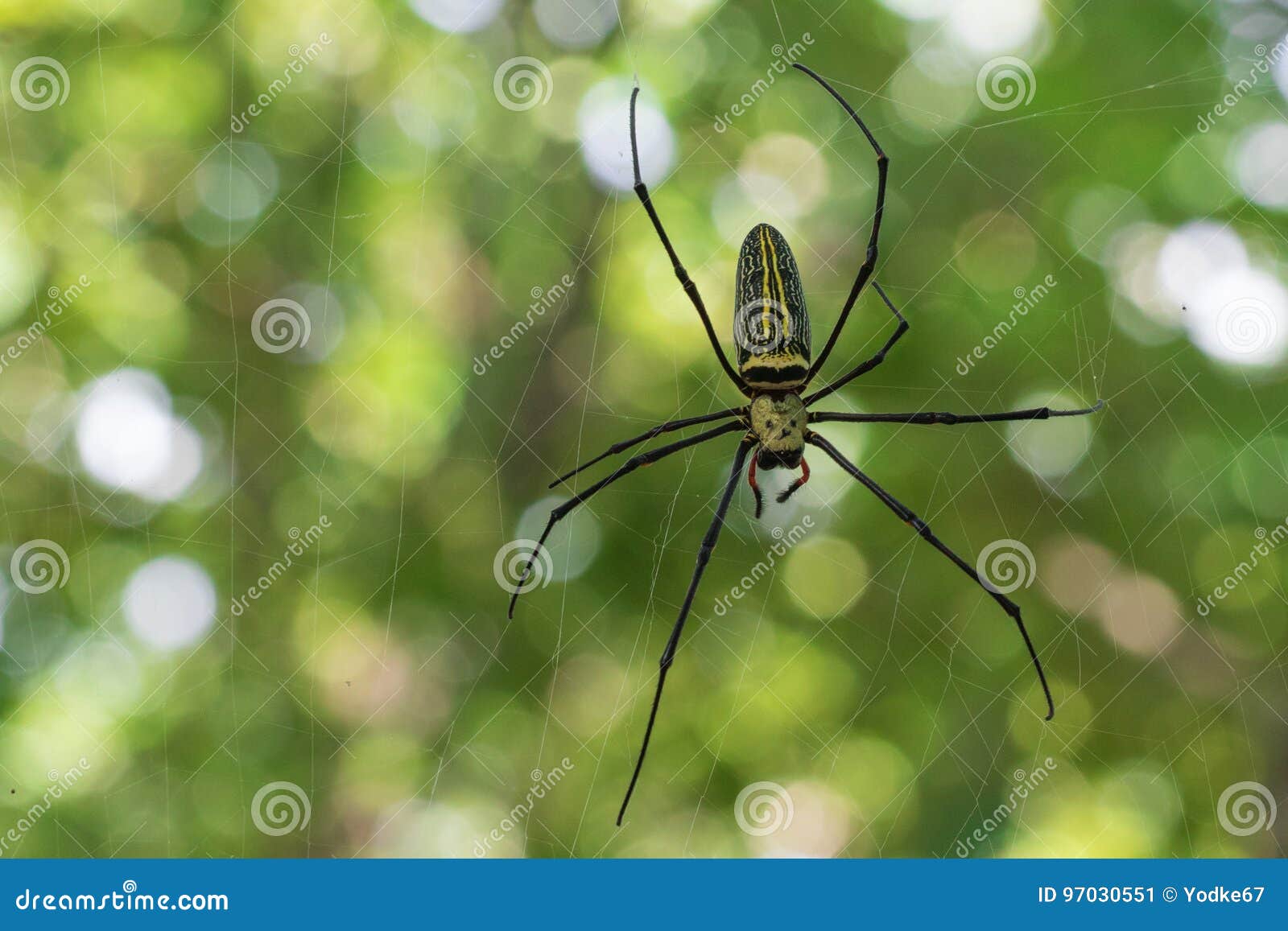 image of spider nephila maculata, gaint long-jawed orb-weaver.