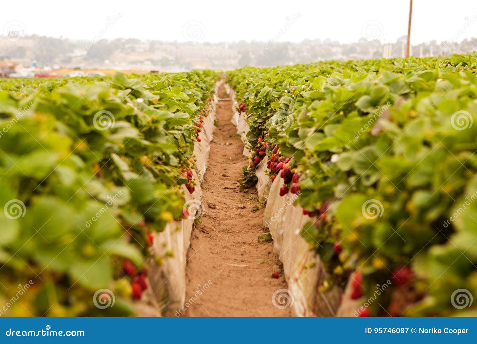 Image of a Strawberry Patch in the Summer. Stock Image Image of dirt