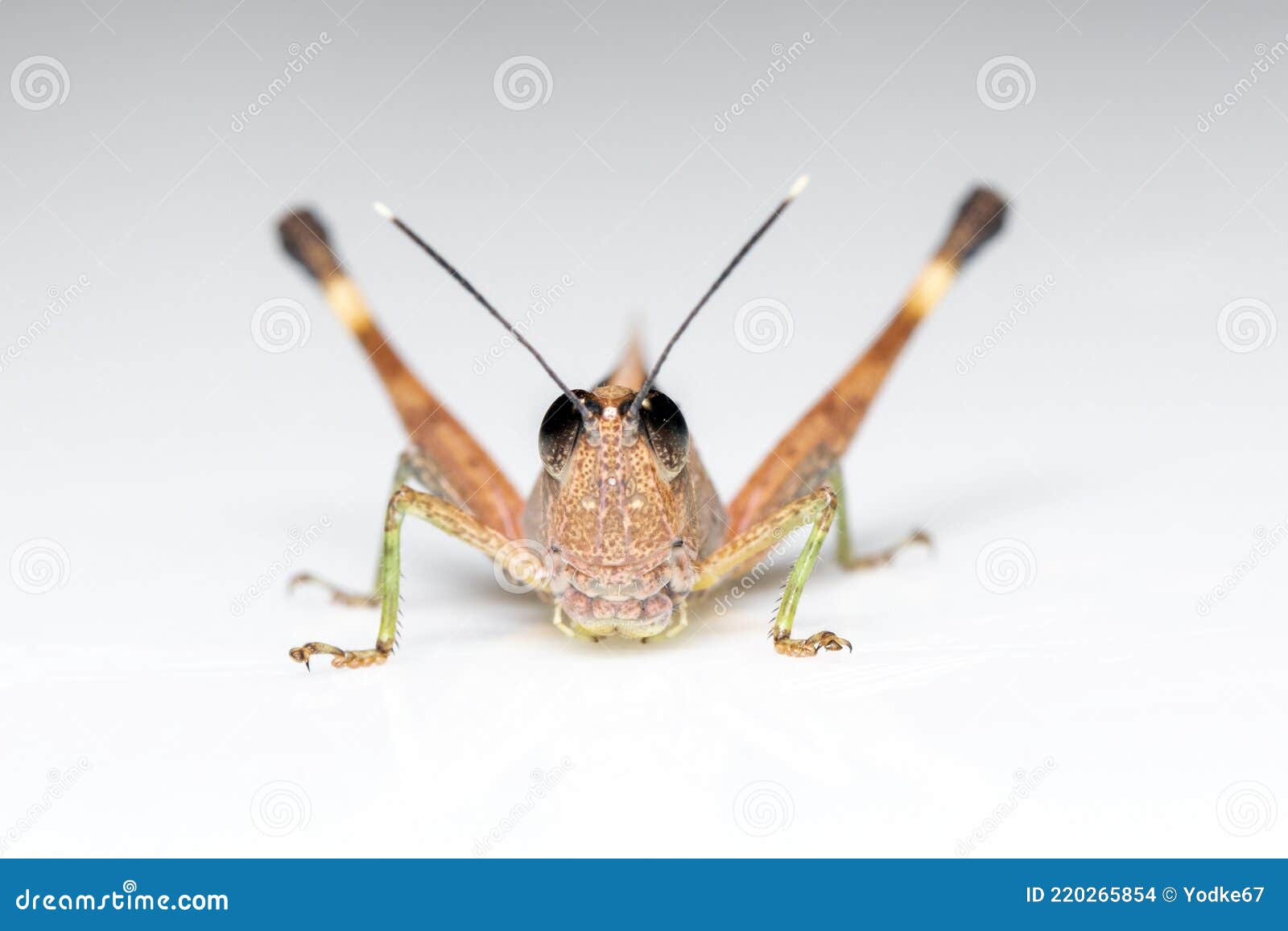 image of sugarcane white-tipped locust grasshopper ceracris fasciata  on white background. insect animal. caelifera.,