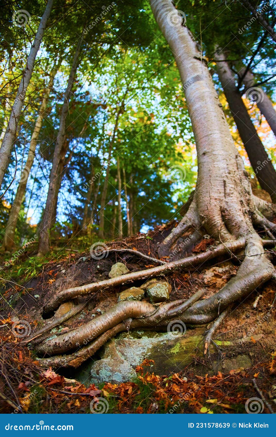 Tall White Barked Tree with Roots Exposed and a Green Forest in the