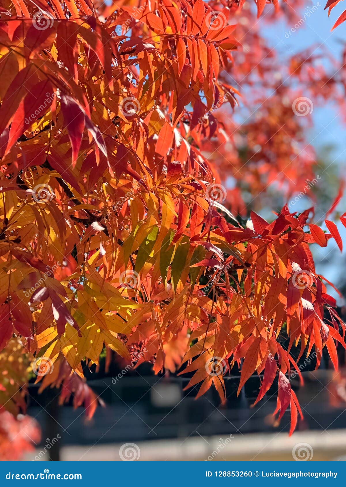 Why Do Leaves Turn Red in Autumn?