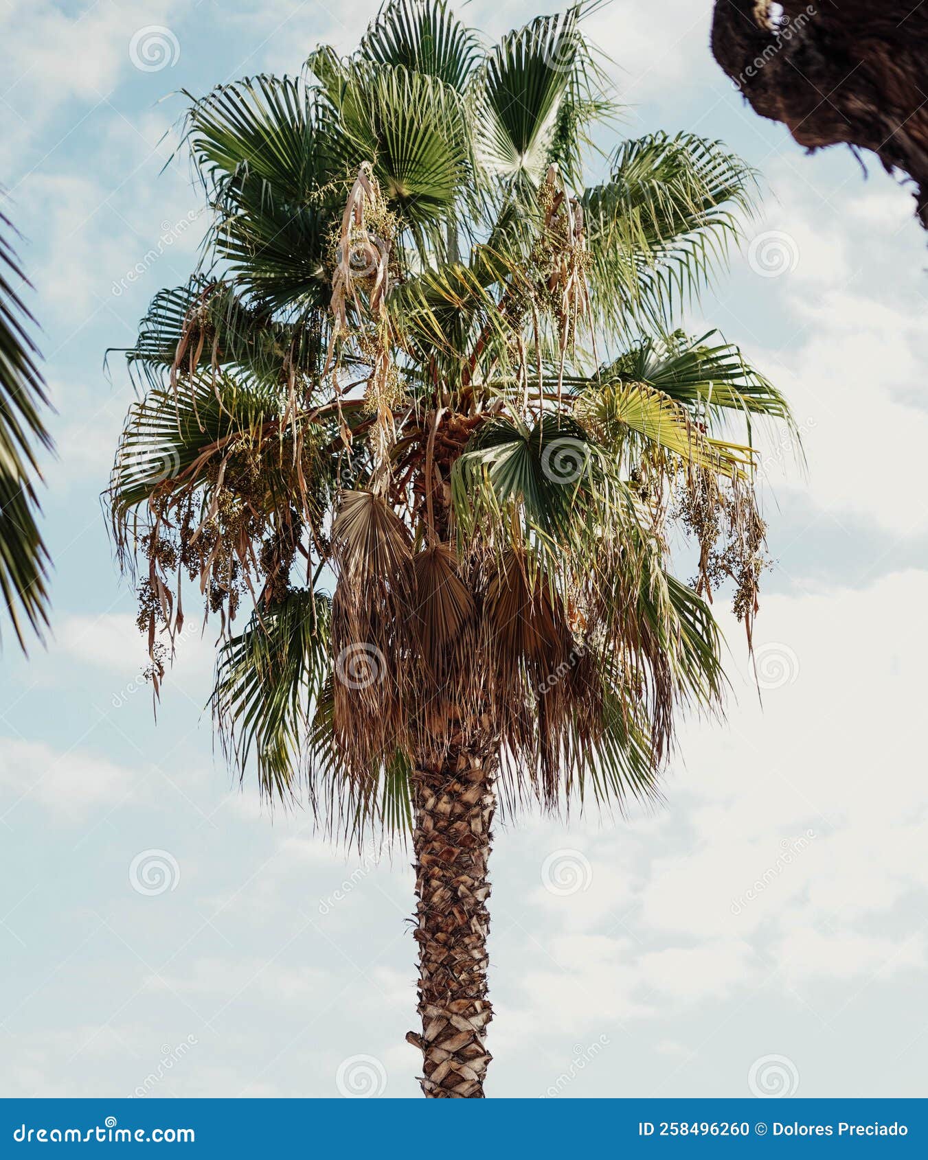 Image of a Tropical Palm Tree Stock Photo Image of tropical, palm