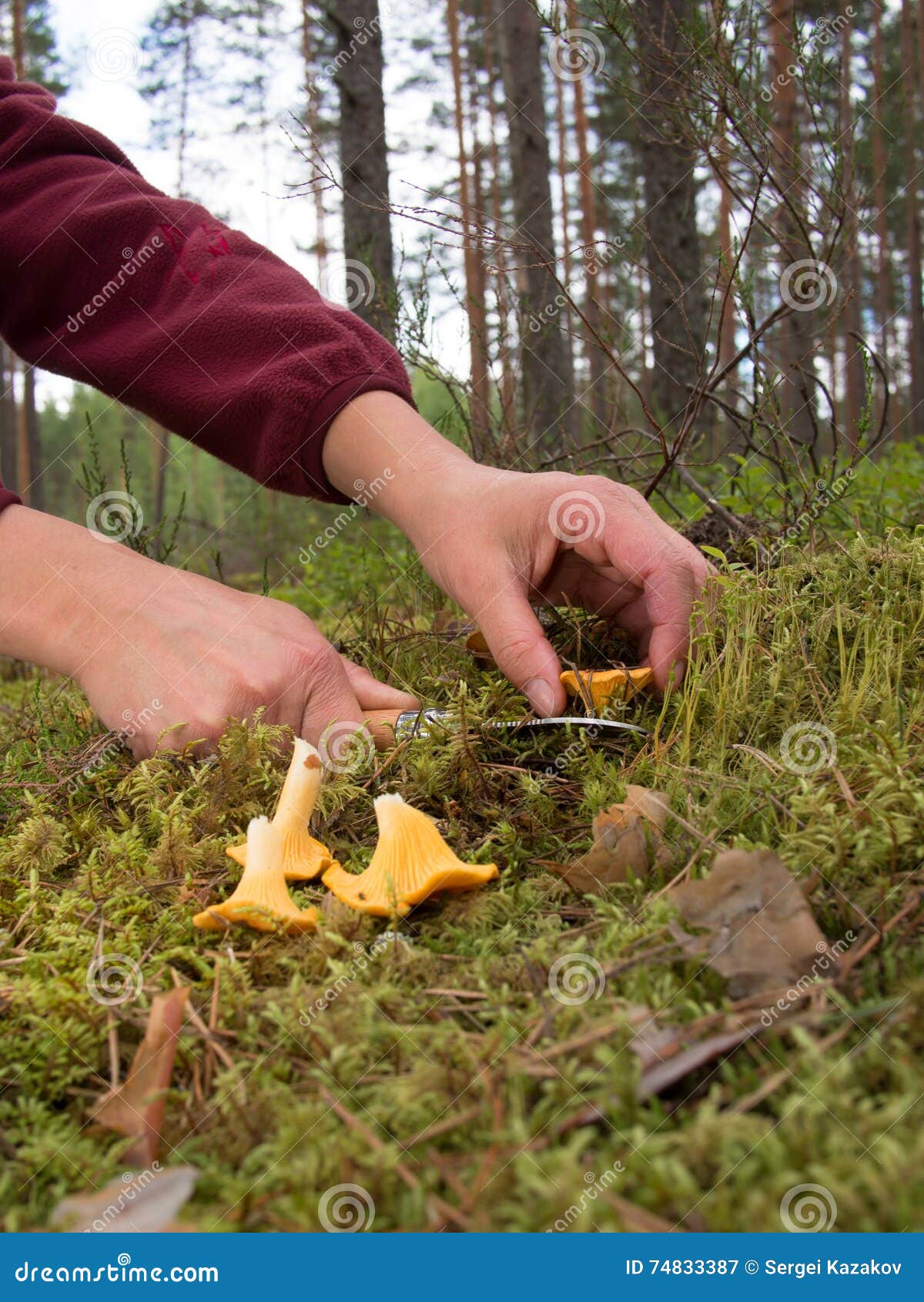 An Image of Two Female Hands Holding a Knife and Cut Mushroom Stock