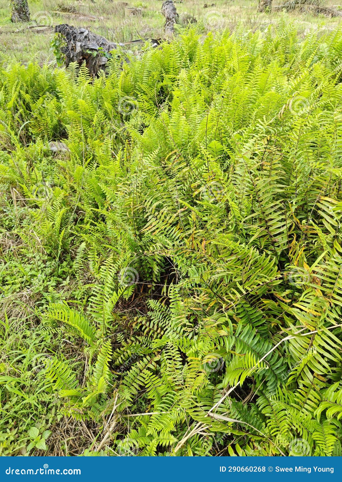 types of ferns leaves plants found in the plantation.