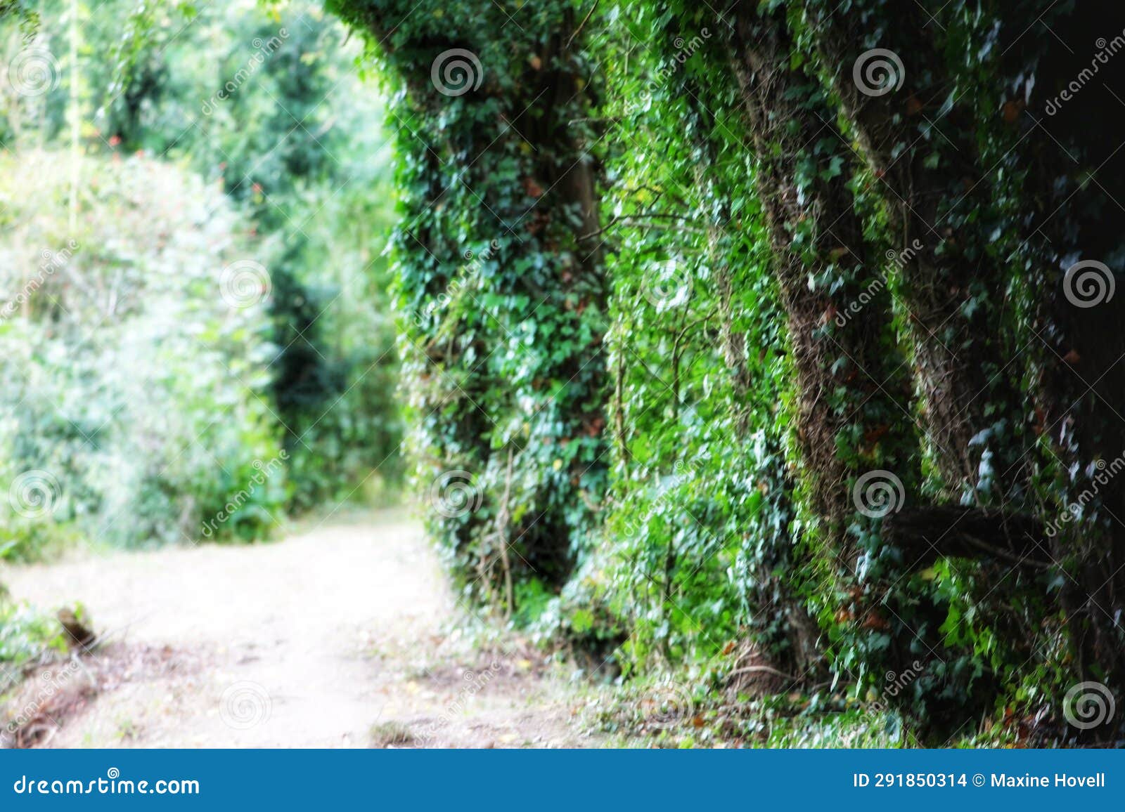Wall of Trees Next To the River Stock Photo Image of river, england 291850314