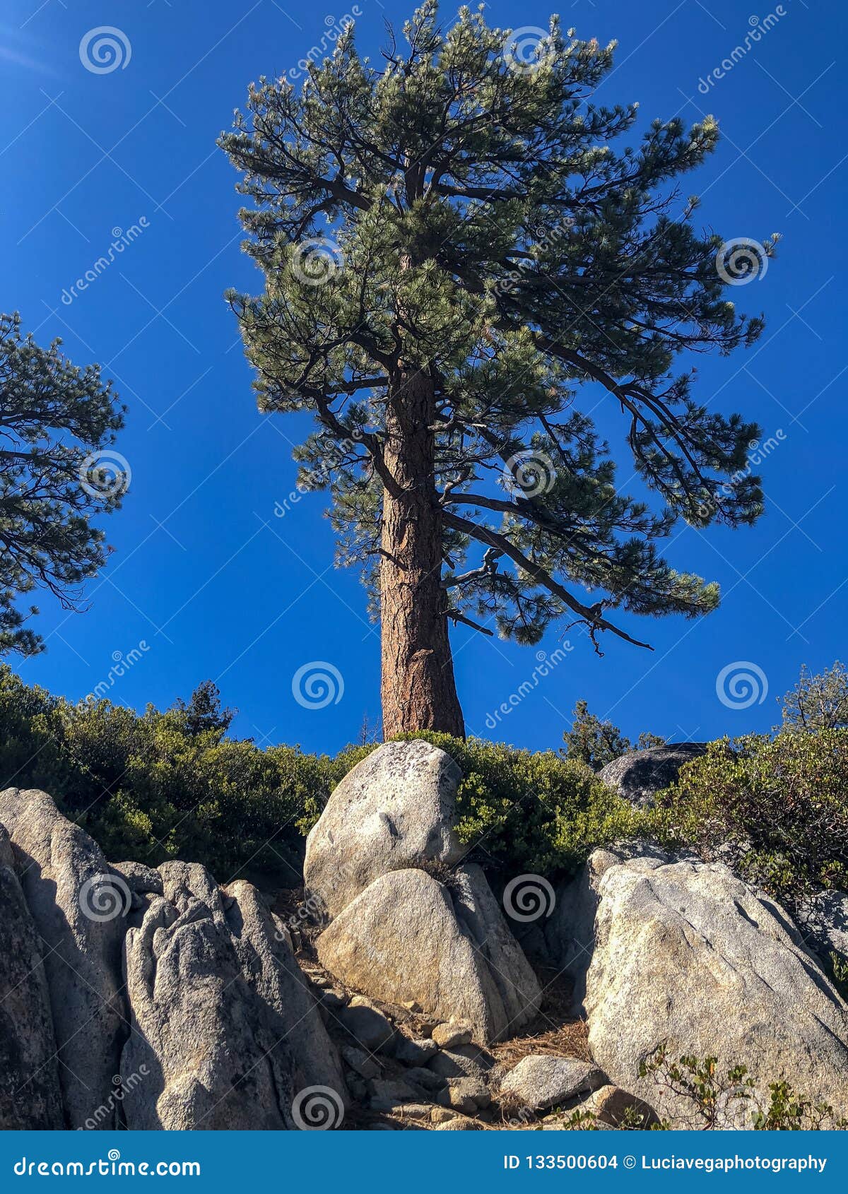 Windy Day Branches Blowing Pine Tree Stock Photo - Image of valley