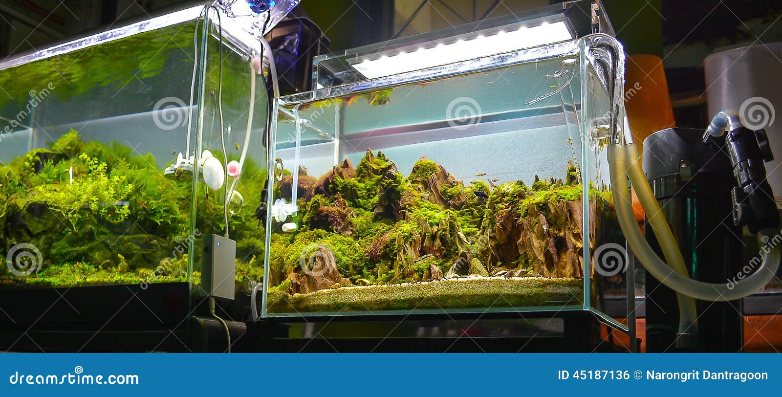 Image of Water Plant Tank and Freshwater Fish Stock Photo Image of