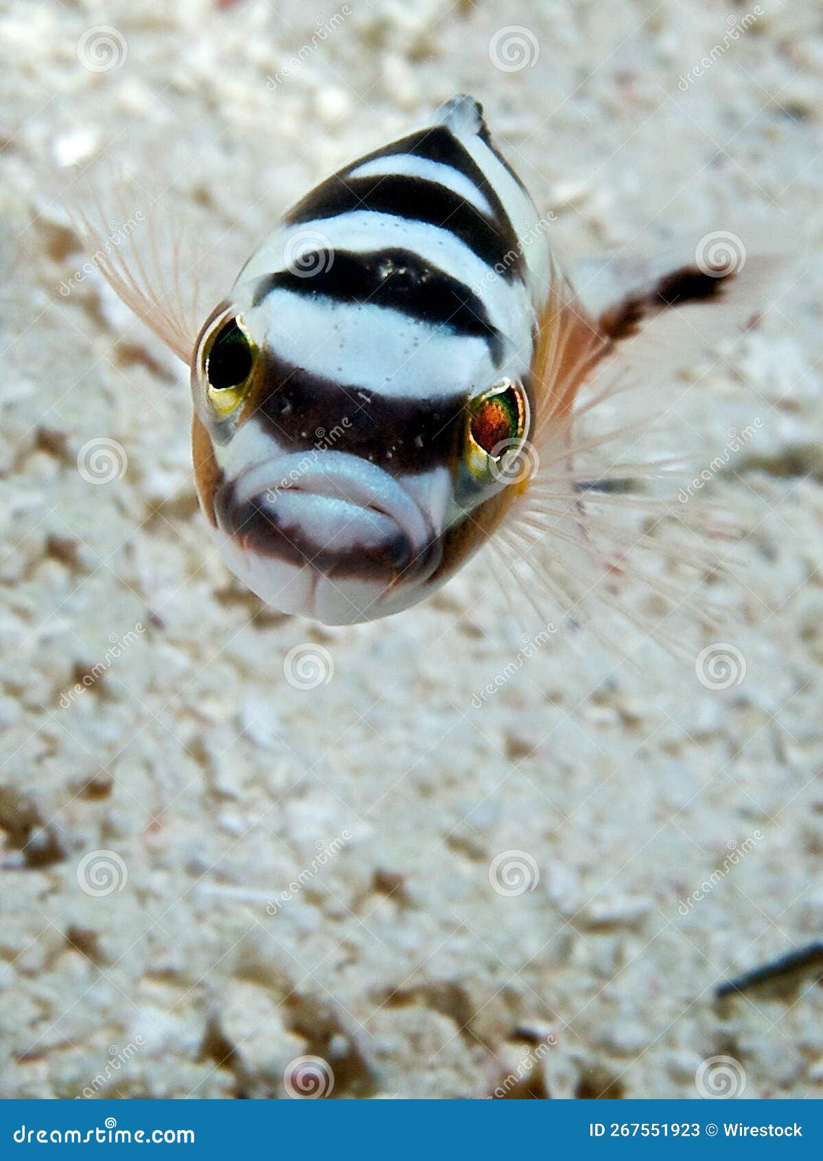 image of a white and black serranus fish swimming in the water.
