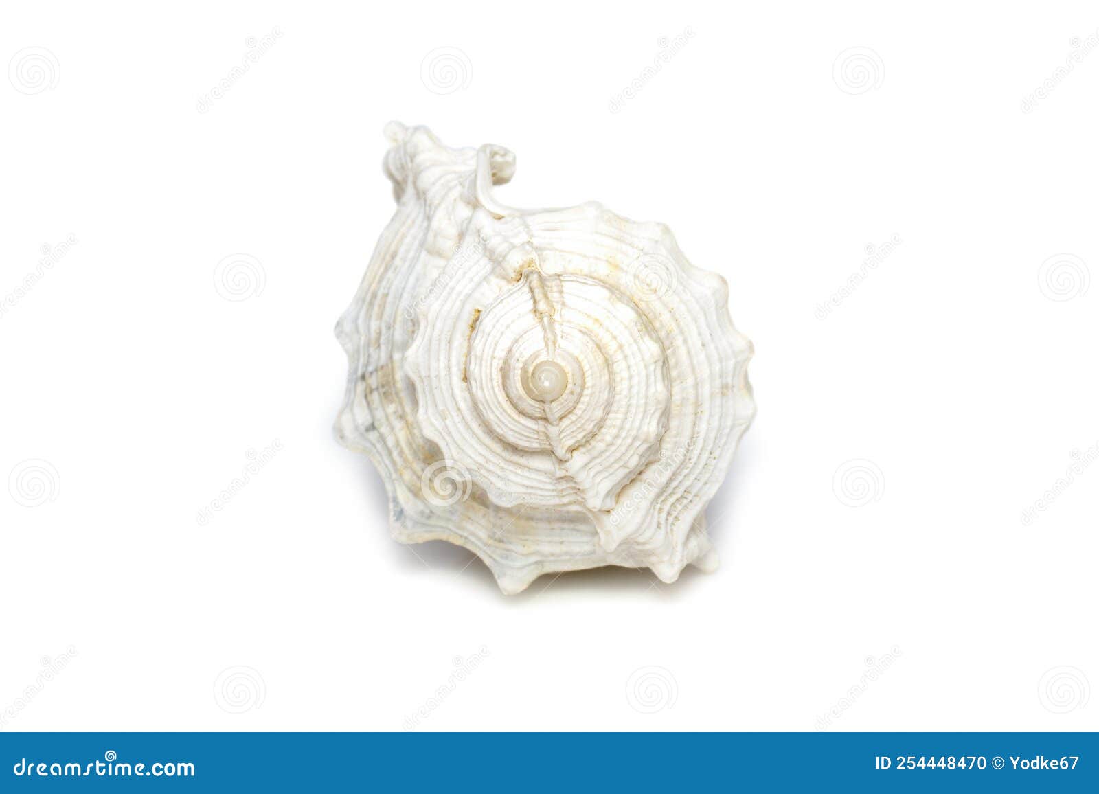 Image of White Conch Seashells on a White Background. Undersea Animals ...