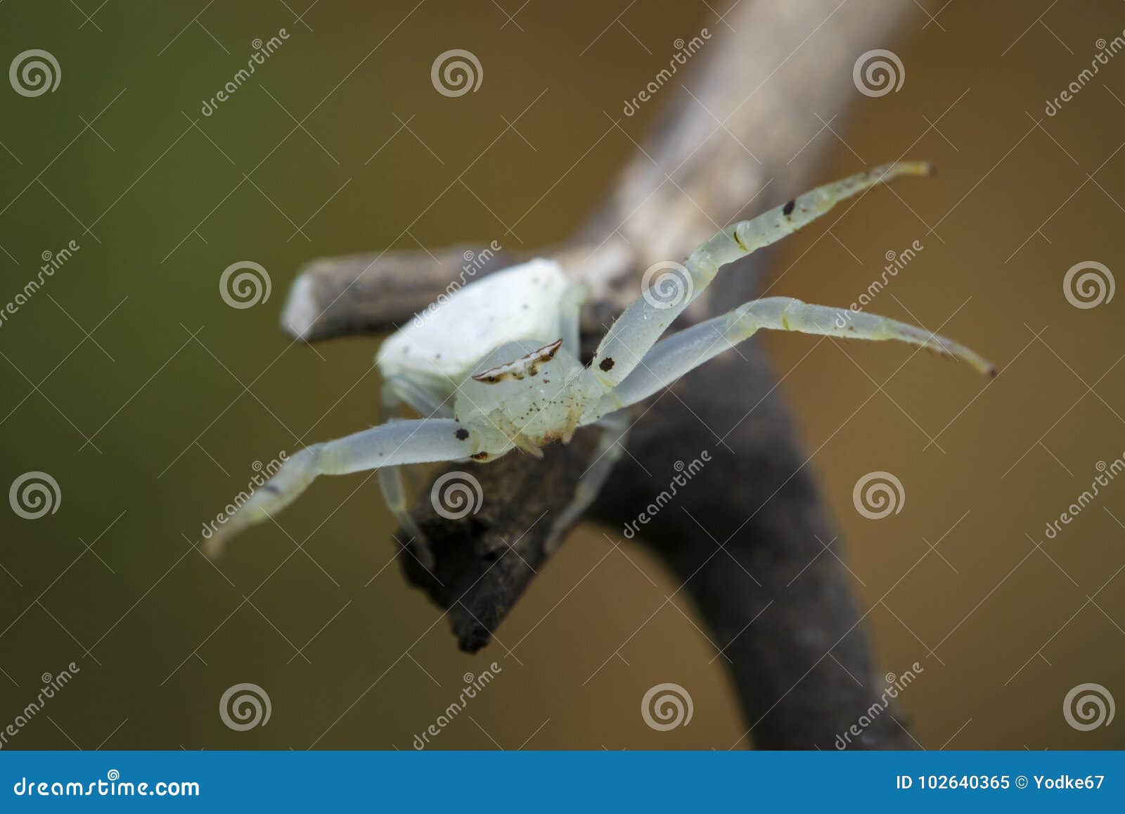 image of white crab spider thomisus spectabilis.