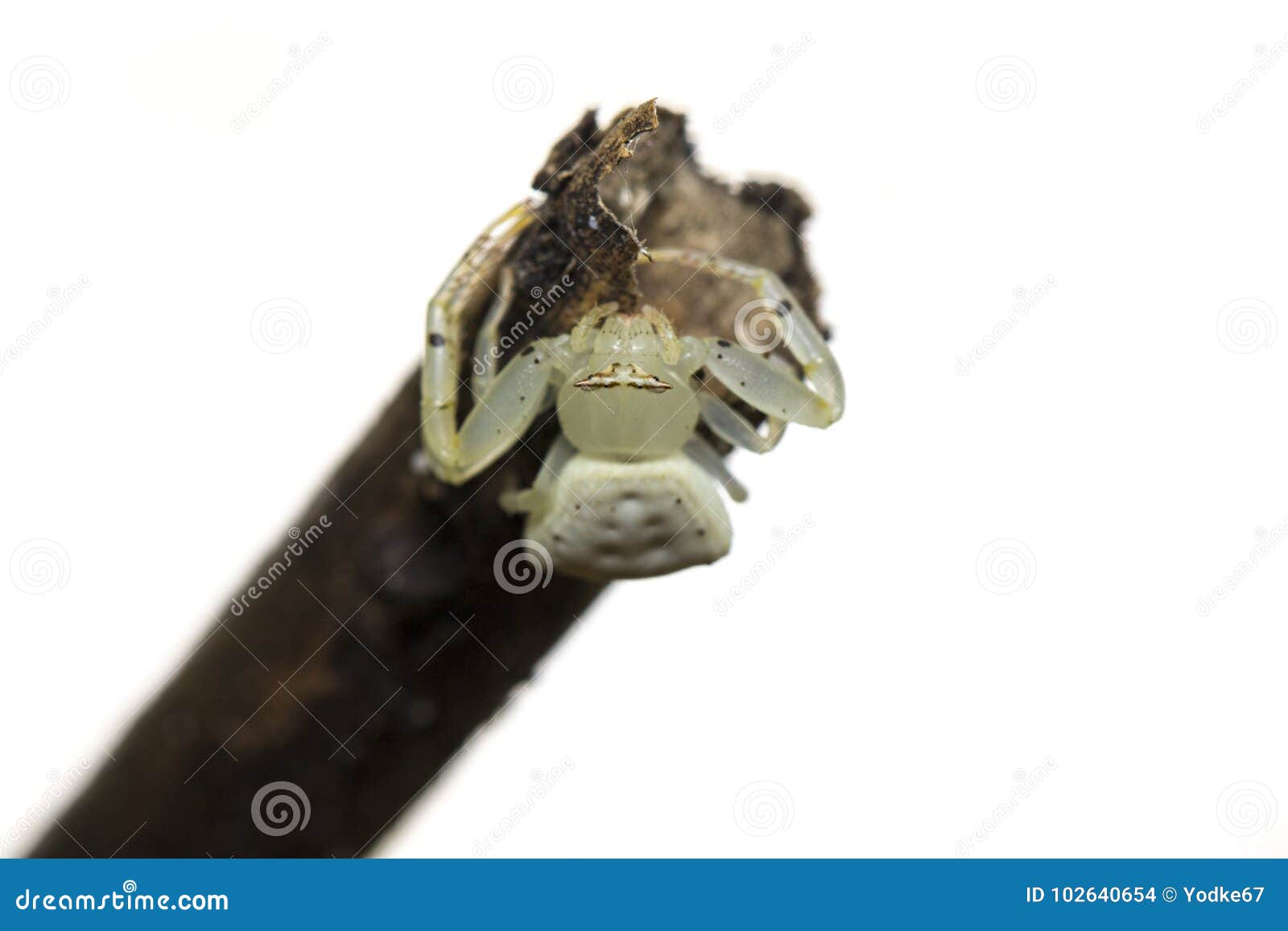 image of white crab spider thomisus spectabilis