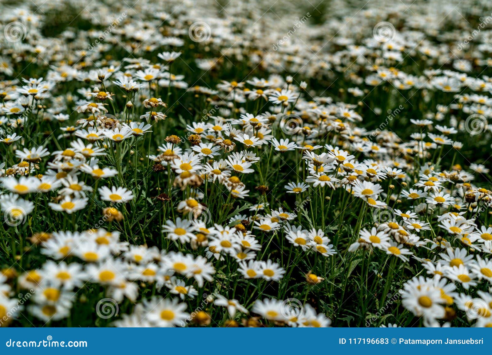 Field of white flowers stock image. Image of green, colorful 117196683