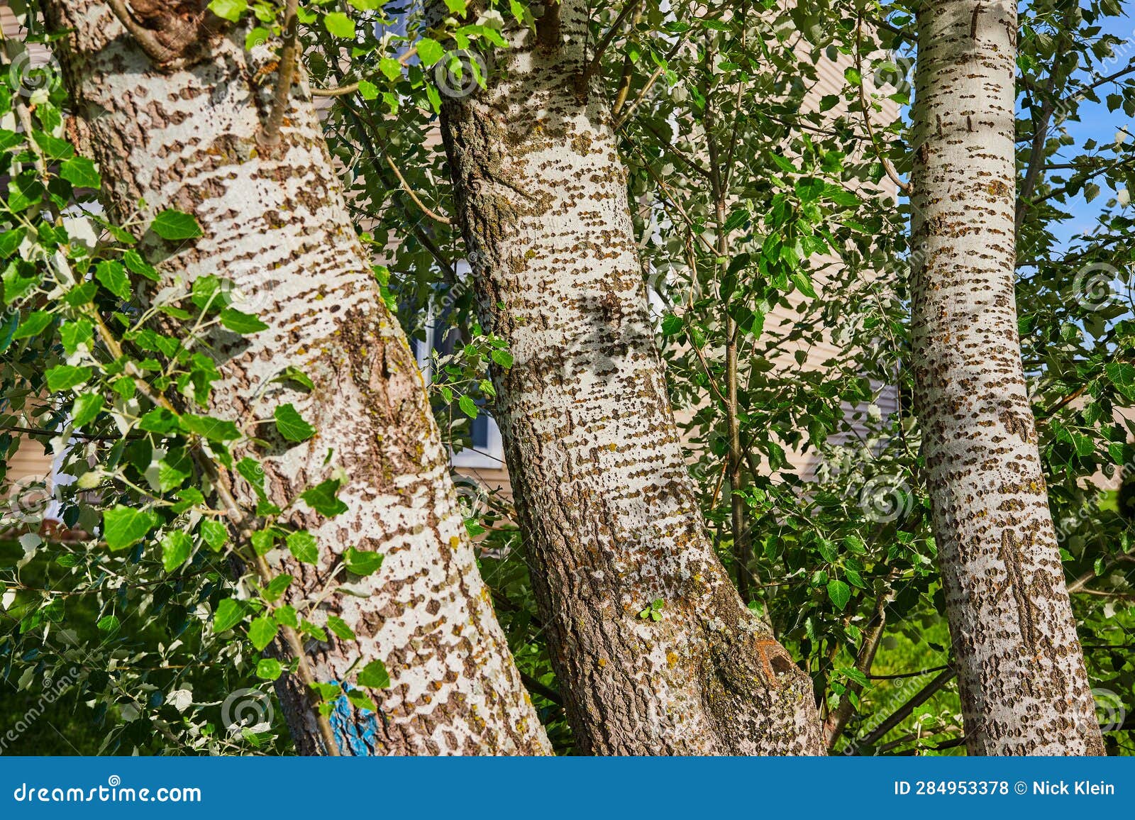 white flacking bark birch trees growing close together tree wall blue sky