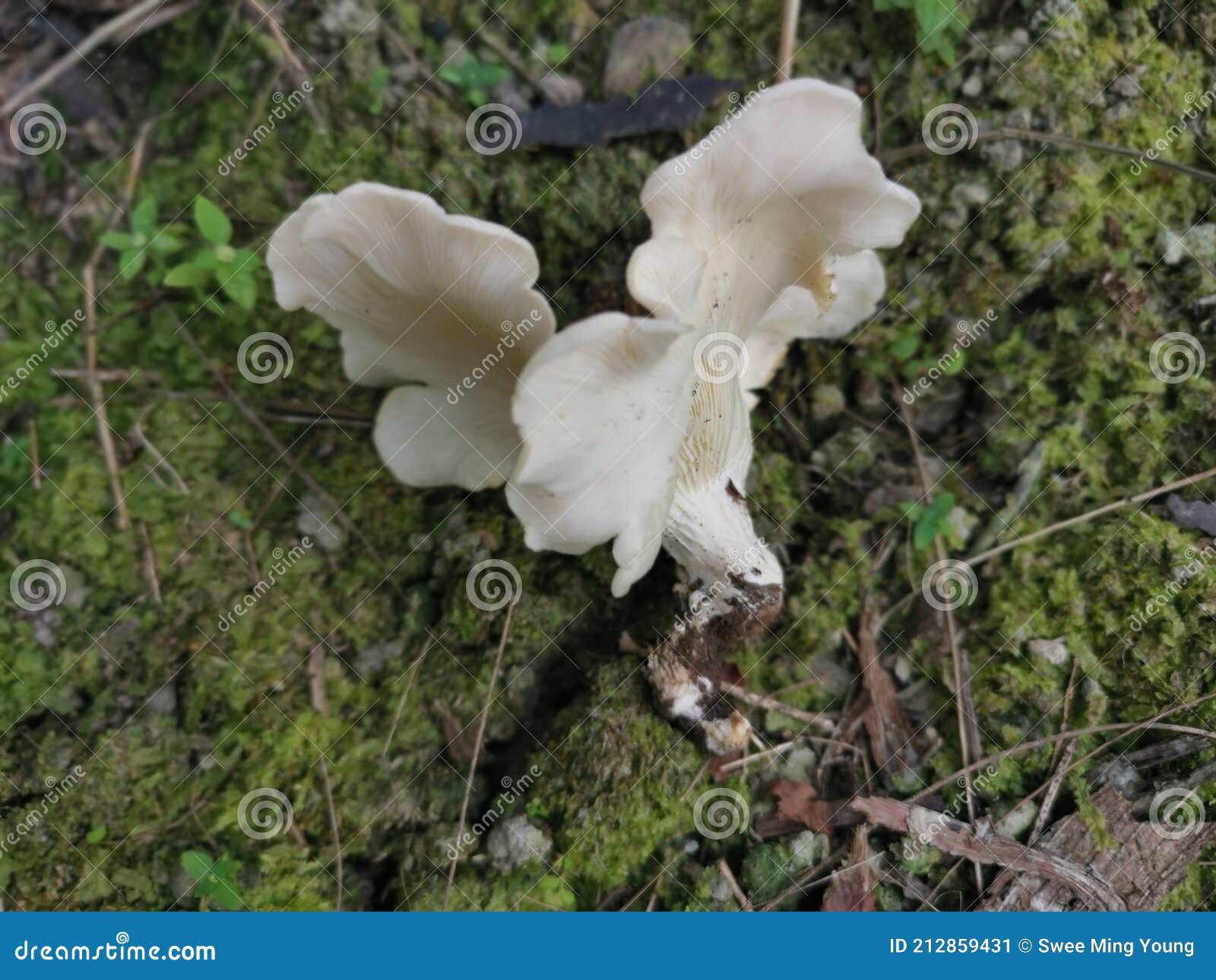 the white funnel fan-d woodcap mushrooms