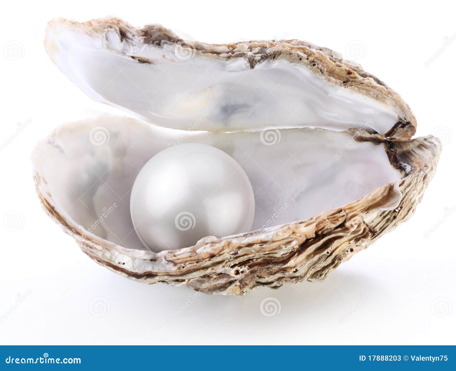 image of a white pearl in a shell on a white