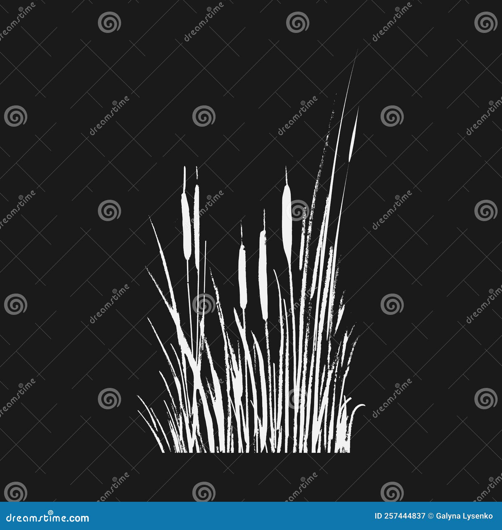 Image of a White Reed or Bulrush on a Black Background.Isolated Vector ...