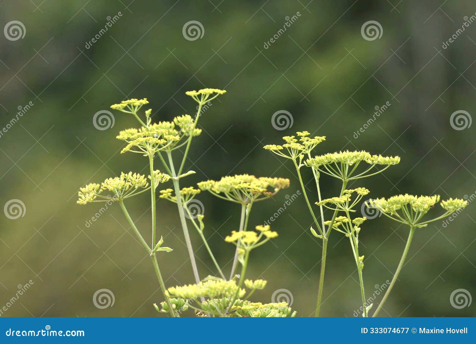 wild parsnip flowers in summer