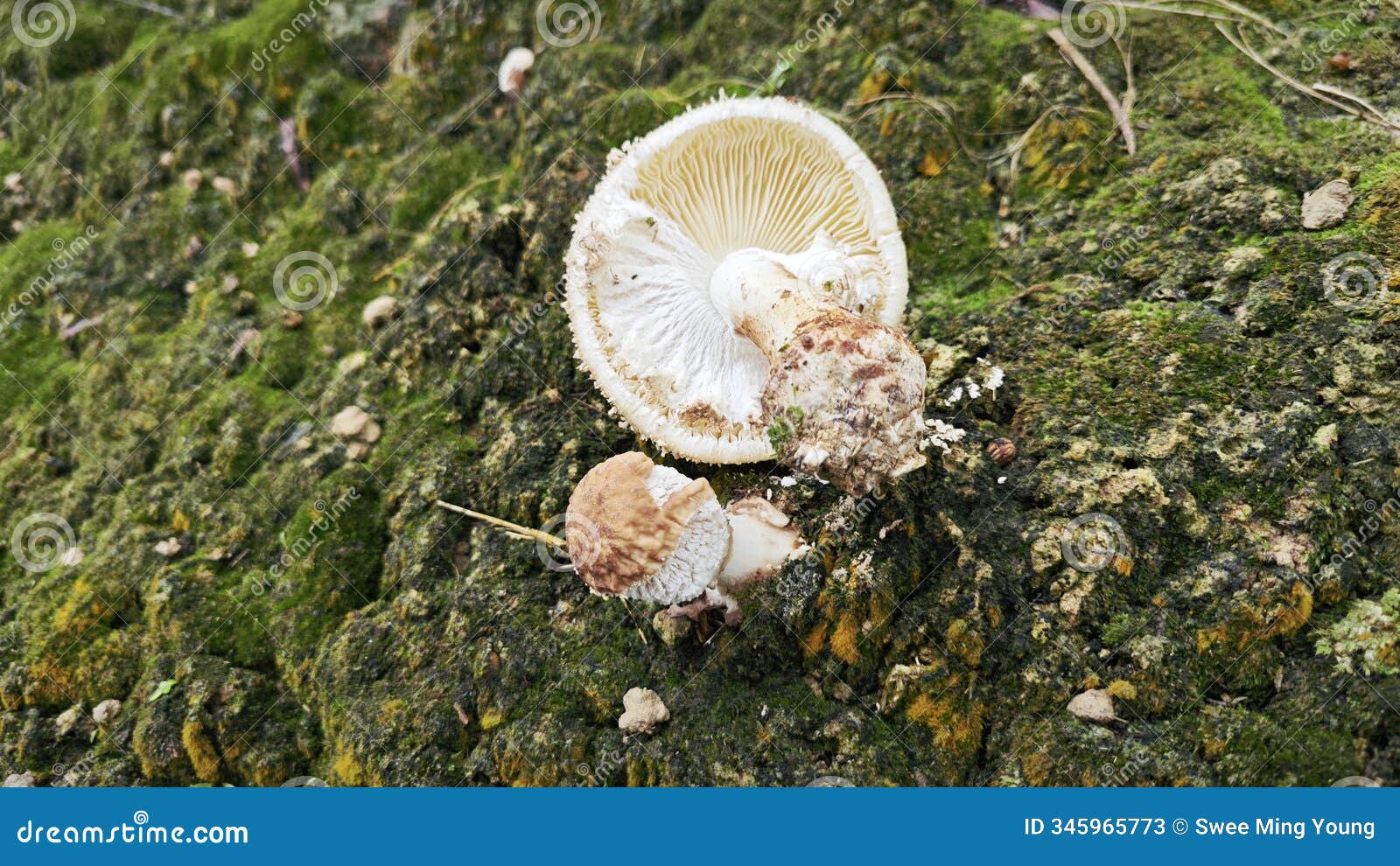 wild scaly cap freckled dapperling mushroom.