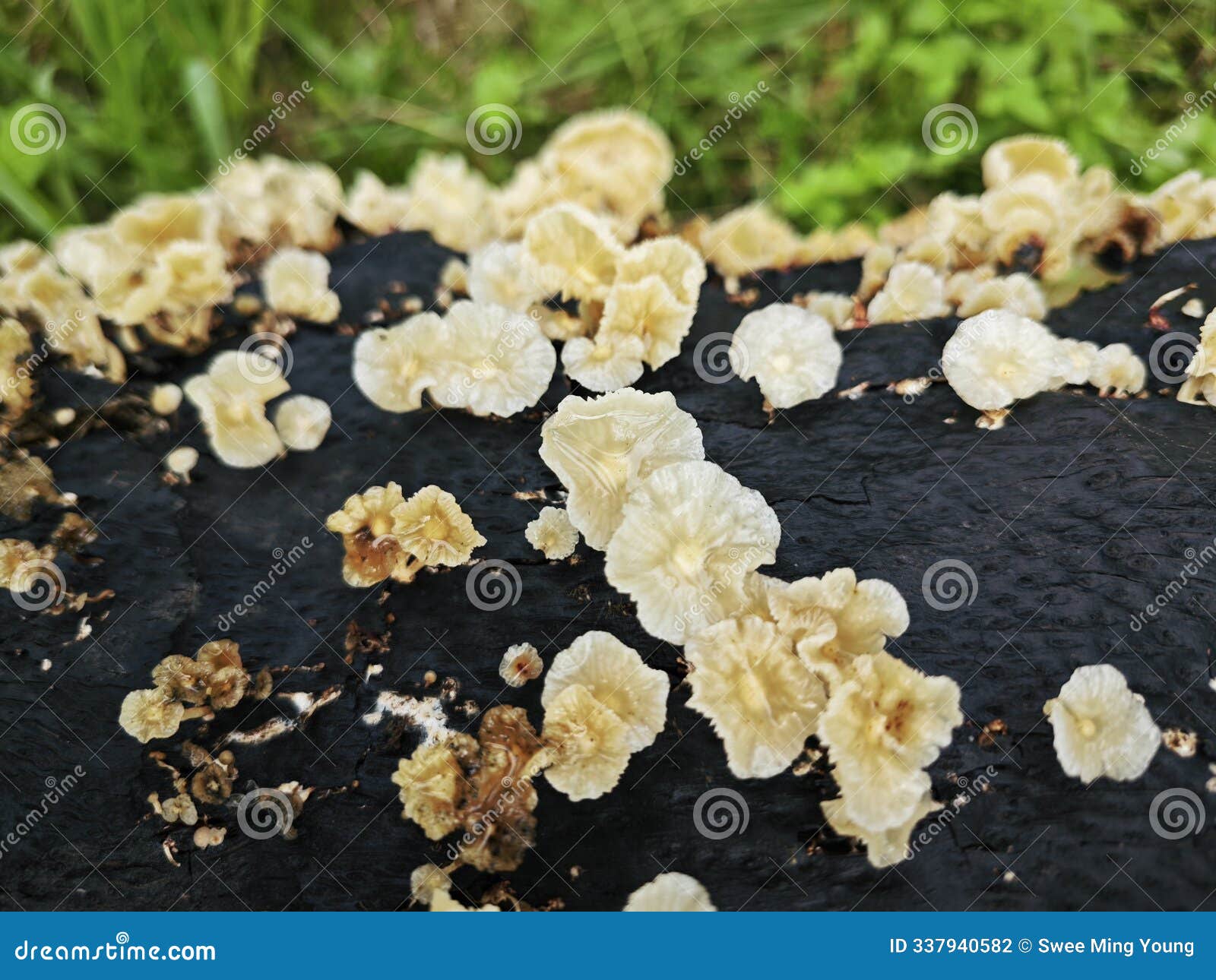 tiny crepidotus variabilis kidney-d fungi sprouting from decay trunk.