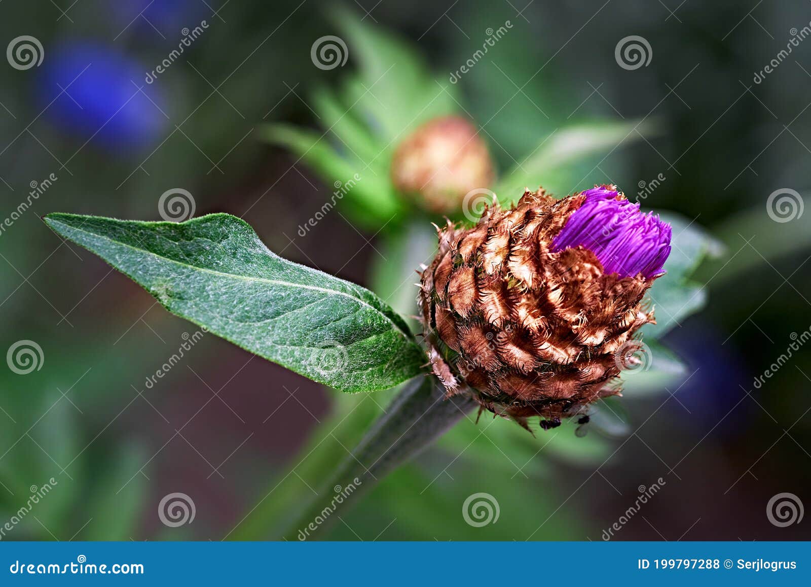 Cornflower. Knapweed stock photo. Image of closeup, beautiful 199797288