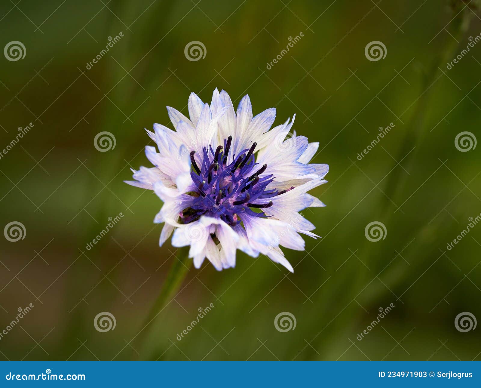 Cornflower. Knapweed stock image. Image of fresh, field 234971903