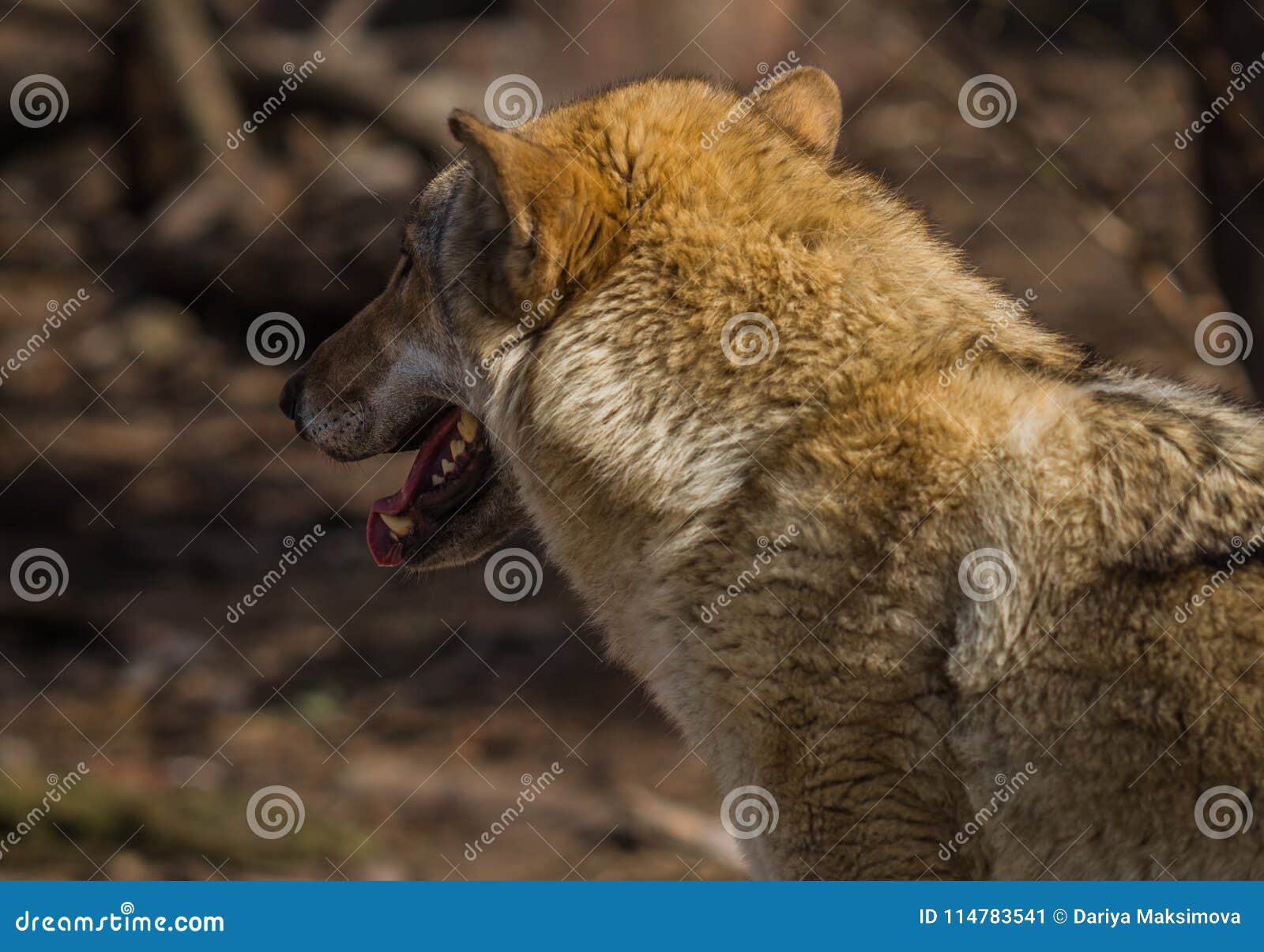Wolf in Natural Habitat, Curonian Spit, Kaliningrad Region, Russ Stock