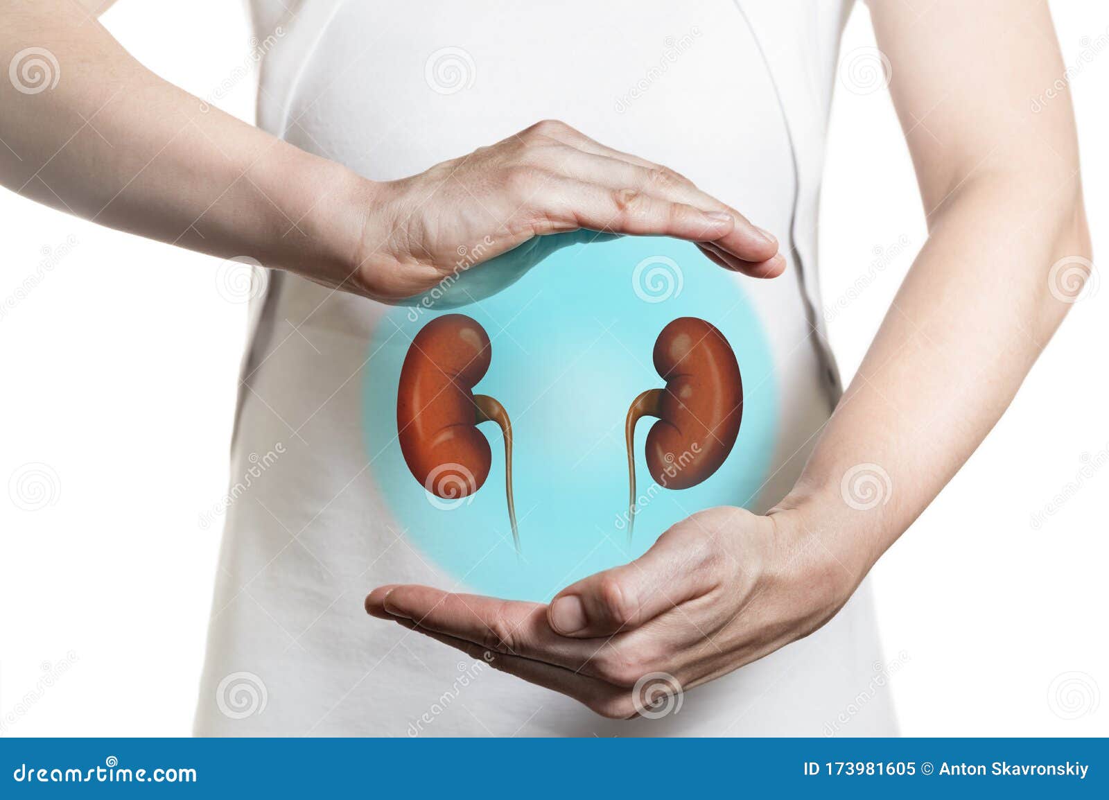 concept of healthy kidneys and  organ donation