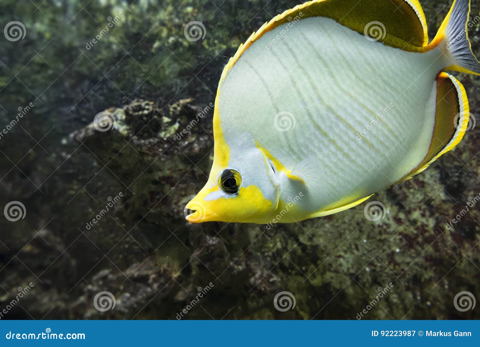 Yellow and White Salt Water Fish Stock Image - Image of water, black