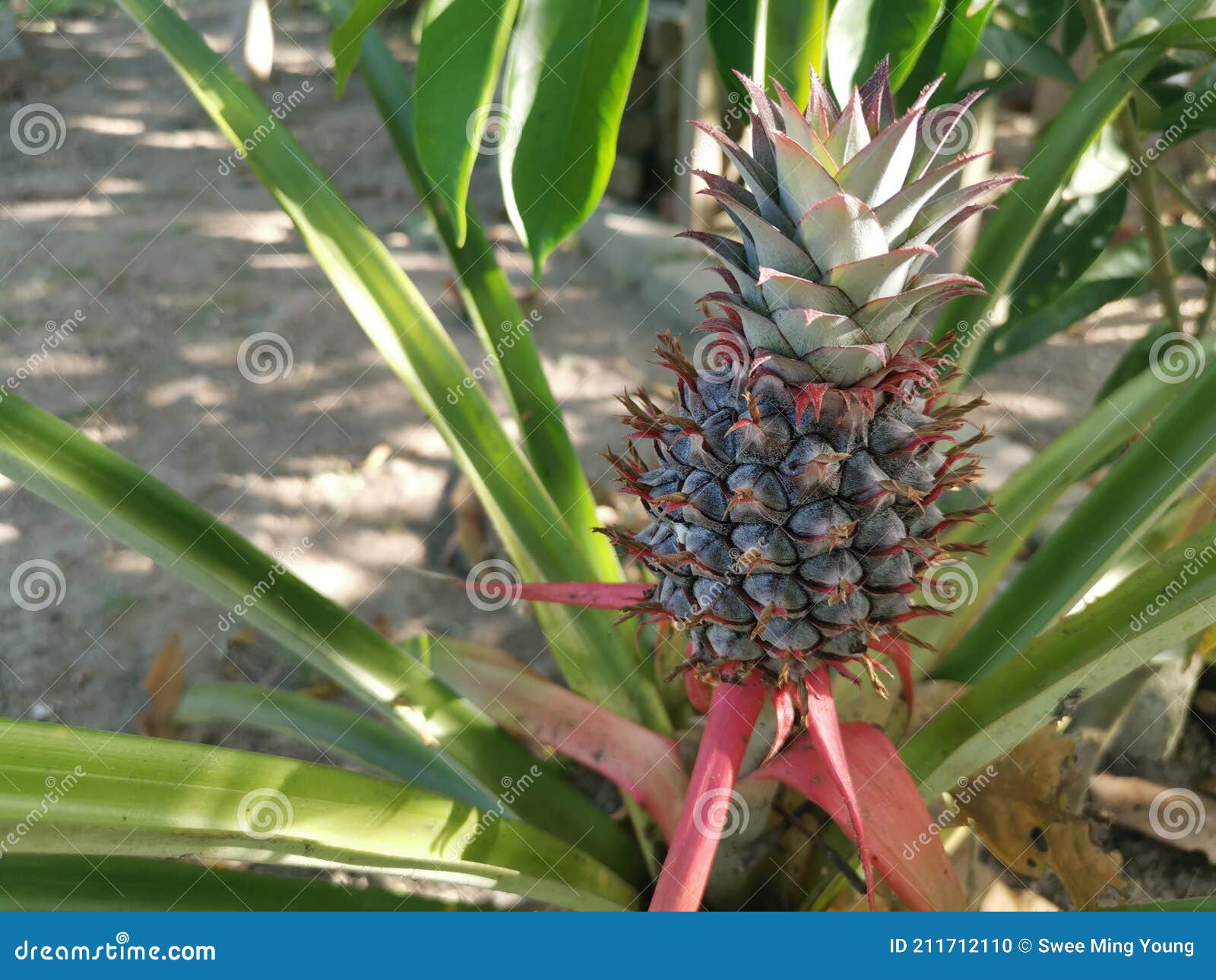 Young Pineapple Fruit with the Green Growing Crown. Stock Photo Image of plant, bromeliaceae